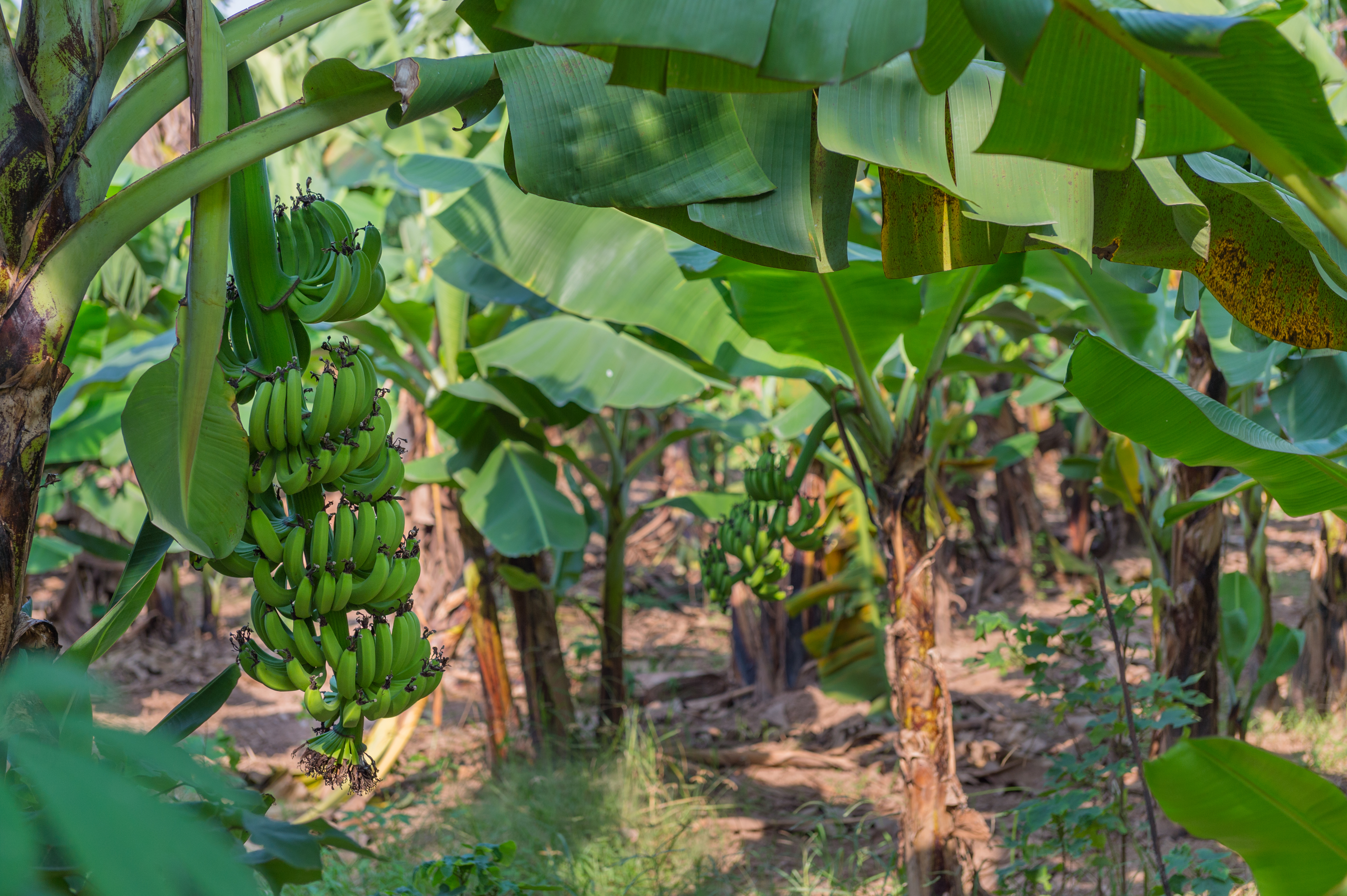 Autentisk bananplantage med modne bananer i det sydøstasiatiske landskab