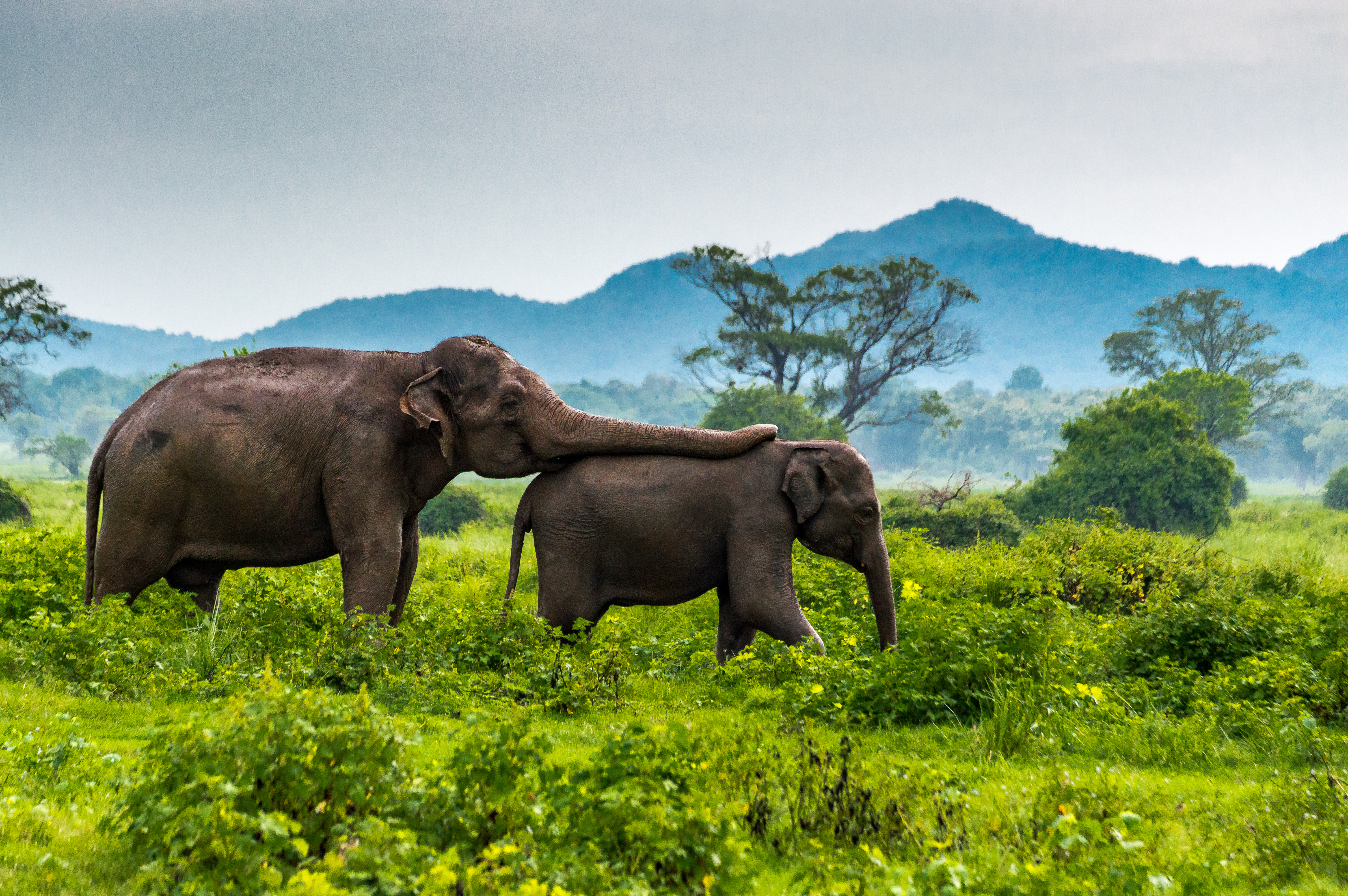 Asiatisk elefantmor og hendes unge i Minneriya Nationalpark på Sri Lanka omgivet af frodig grøn vegetation og dramatiske bjerge