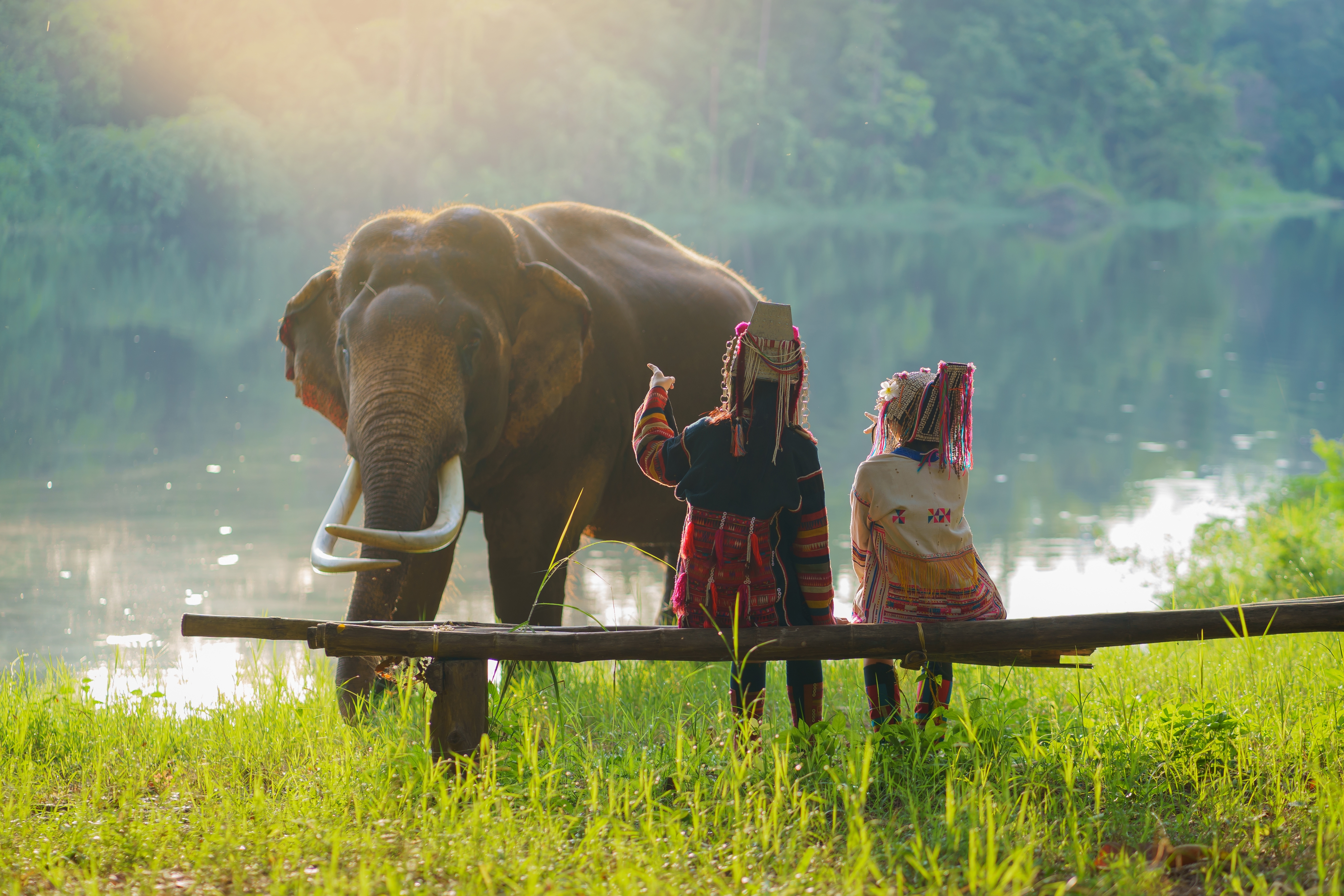 Asiatiske elefanter i naturligt miljø, Lampang, Thailand