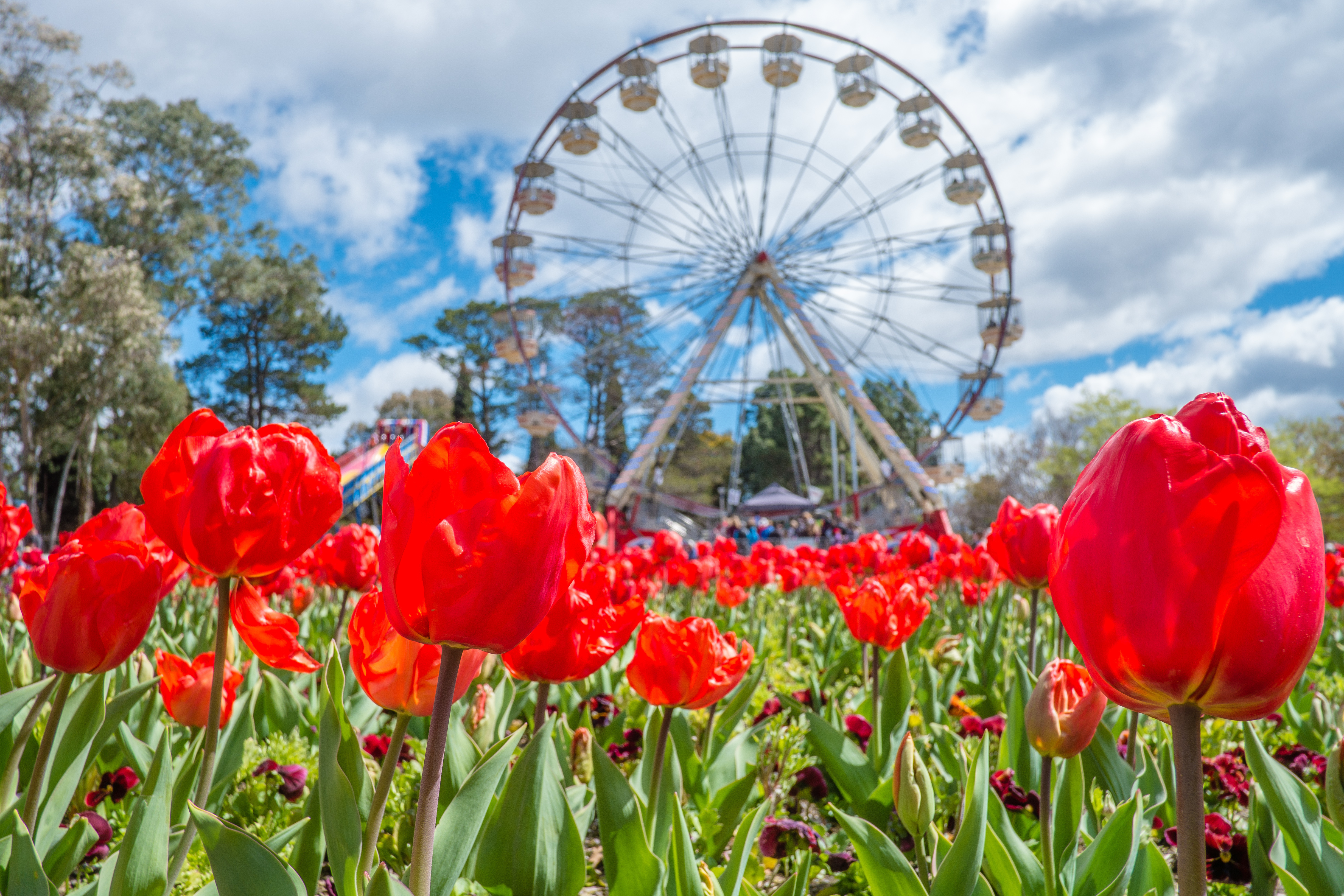 Røde tulipaner og blomster med pariserhjul i baggrunden under blomsterfestival i Canberra