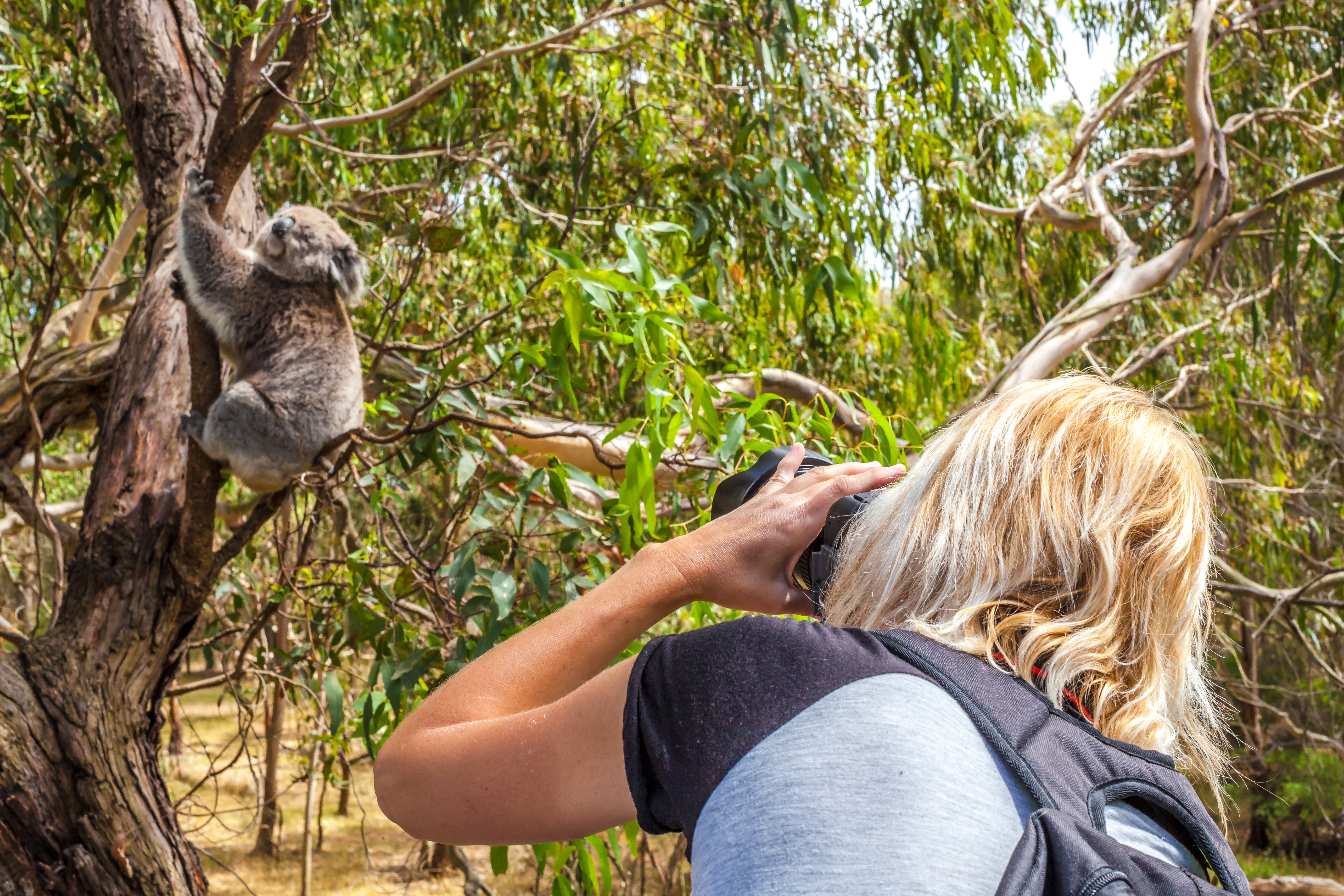 Kvinde med kamera fotograferer koala under Australien safari oplevelse