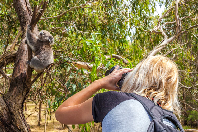 Kvinde med kamera fotograferer koala under Australien safari oplevelse