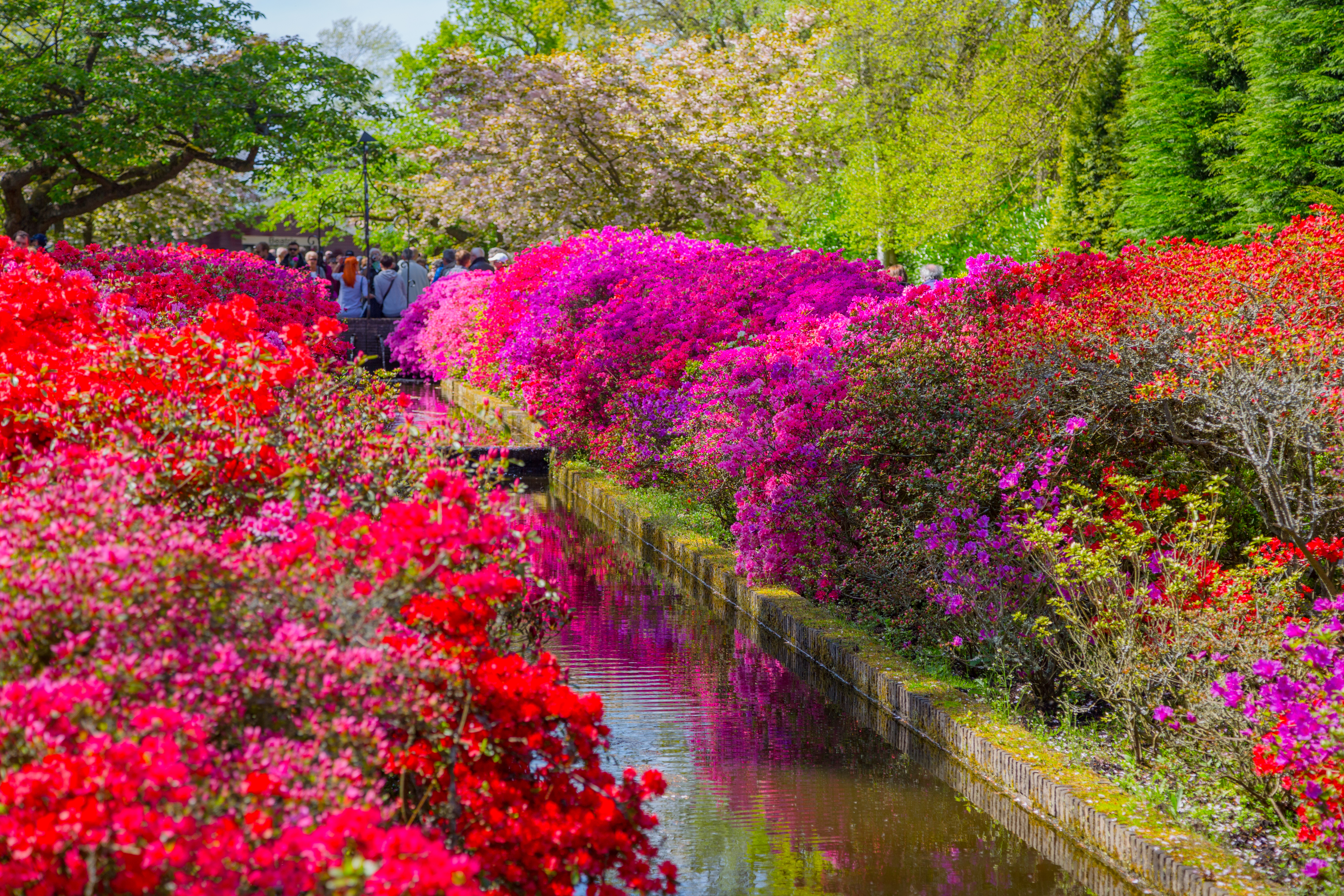 Traditionel japansk azalea have i forårsblomst med refleksioner i stille vand