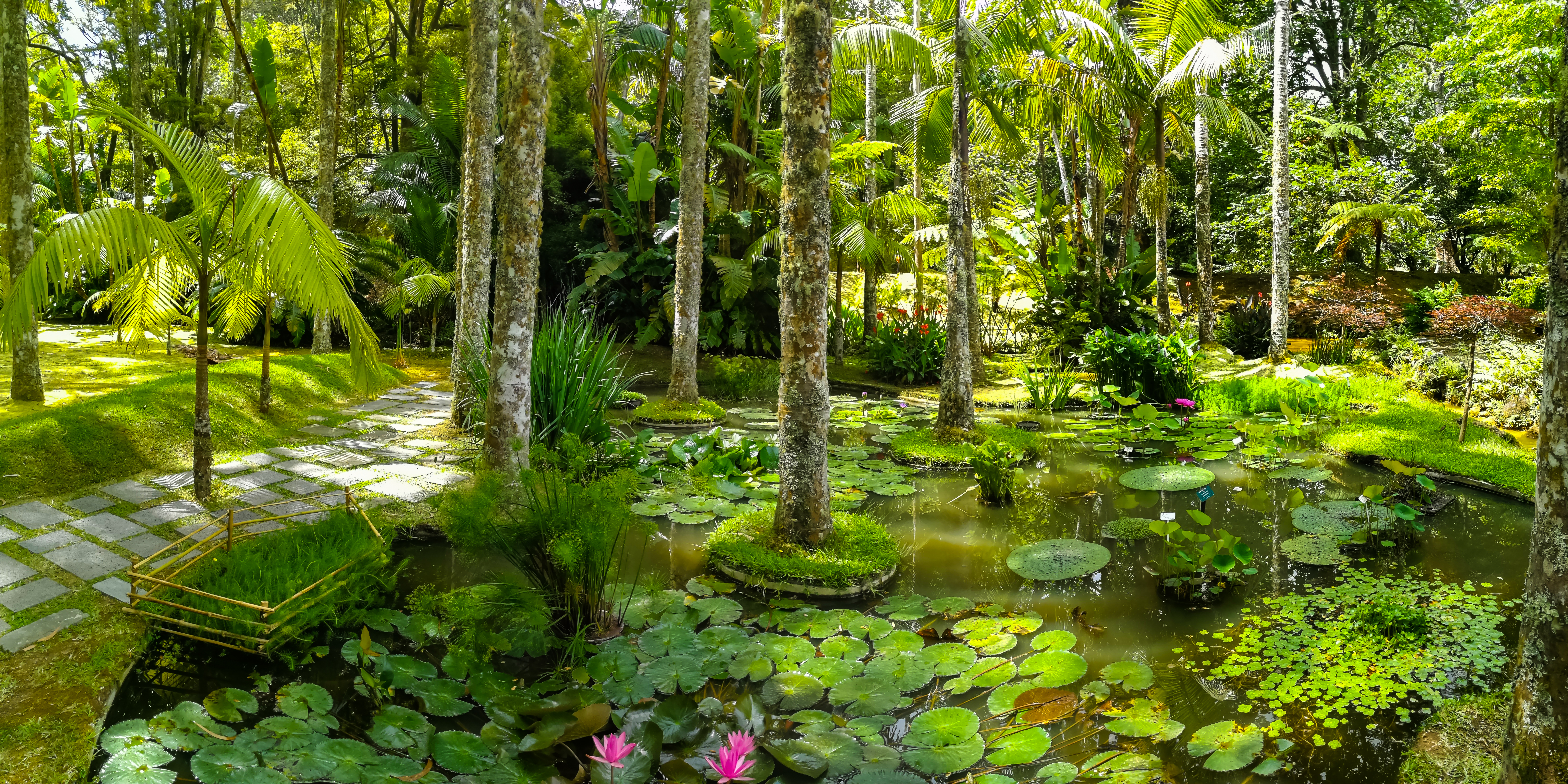 Idyllisk botanisk have i Terra Nostra på Azorerne med frodige planter, træer og vulkanske vandområder