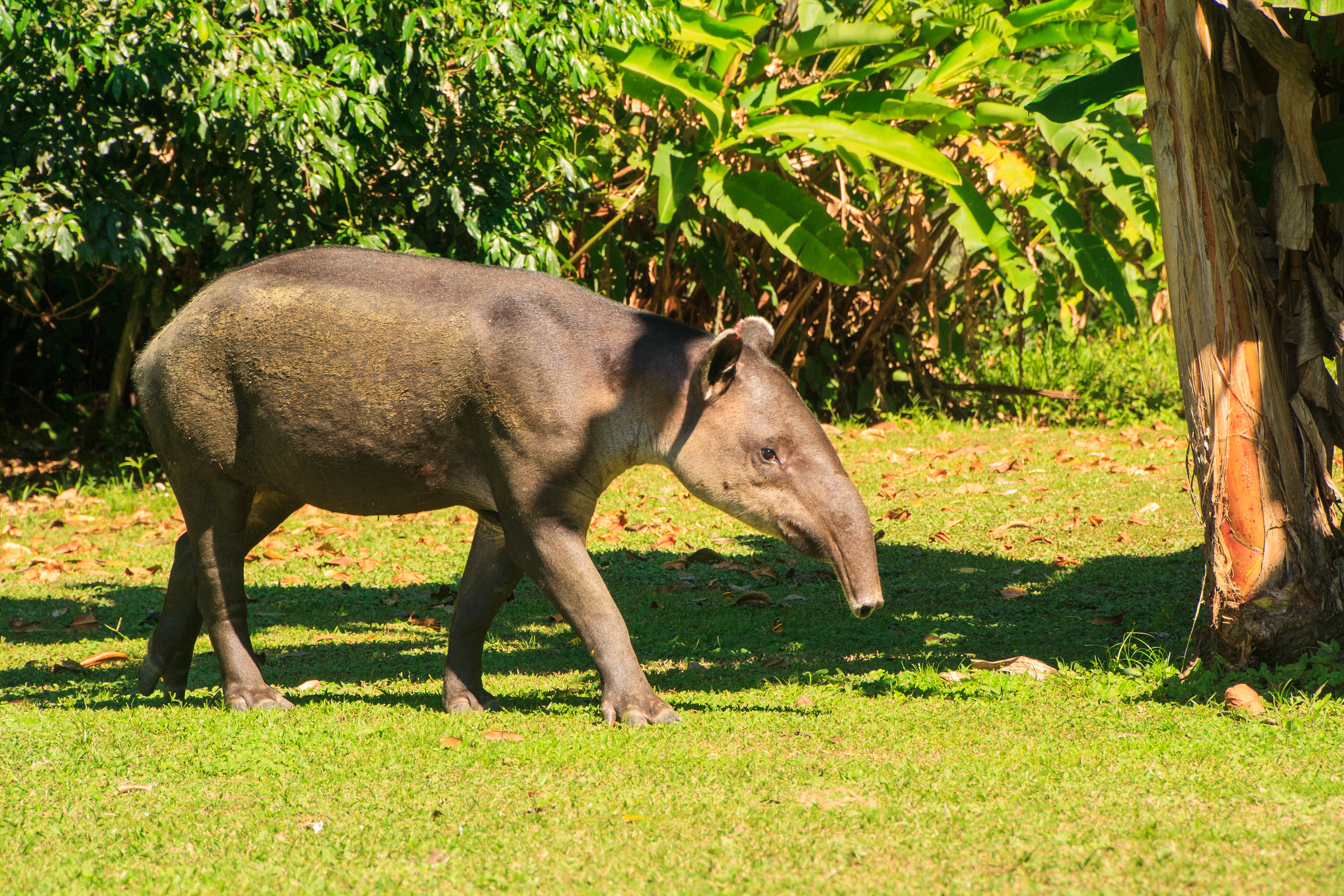 Truet Bairds tapir i naturlige omgivelser Costa Rica