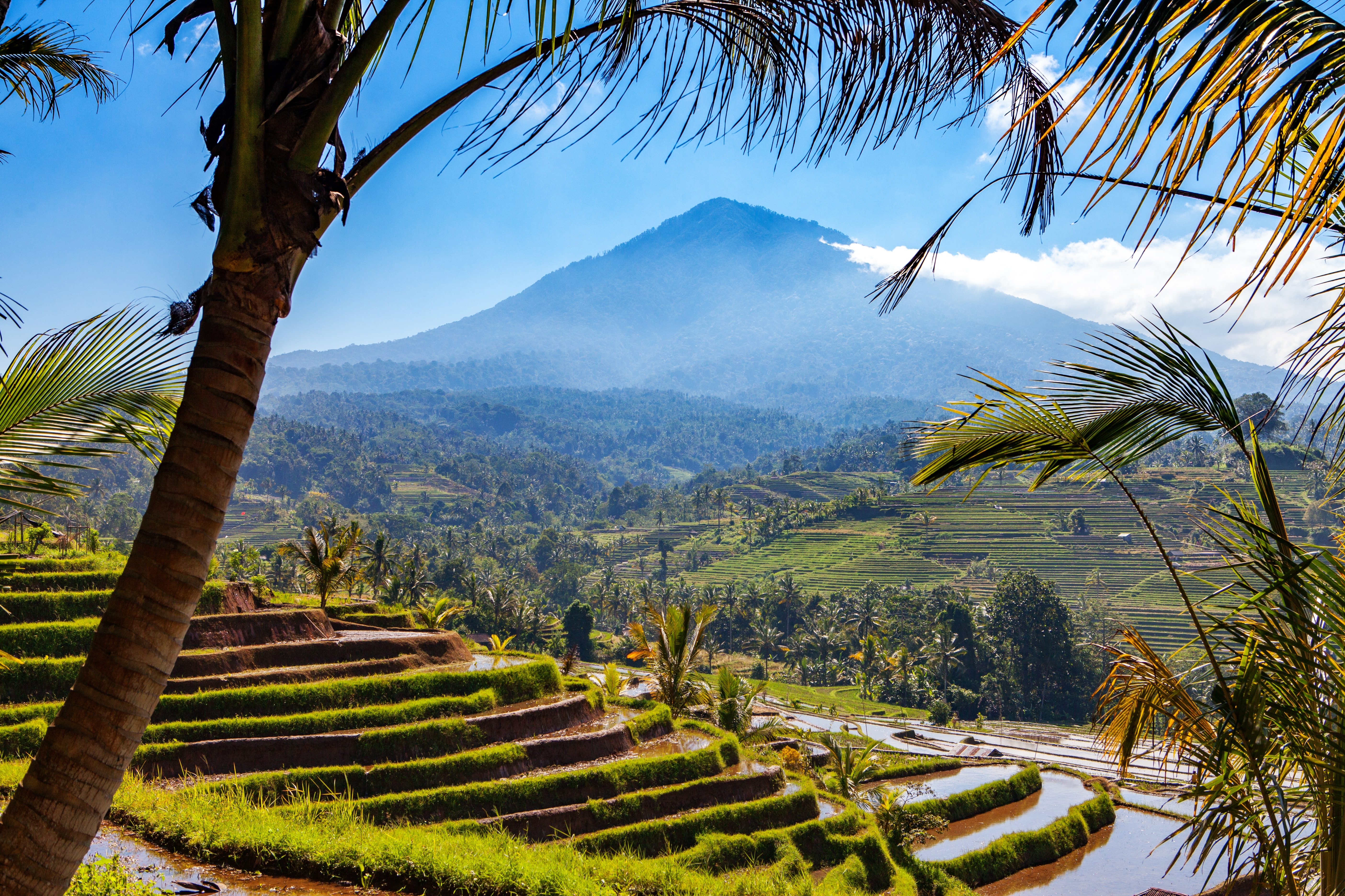 Tropisk landskab med risterrasser på Bali og vulkan i baggrunden, omgivet af palmer og frodig natur i Indonesien
