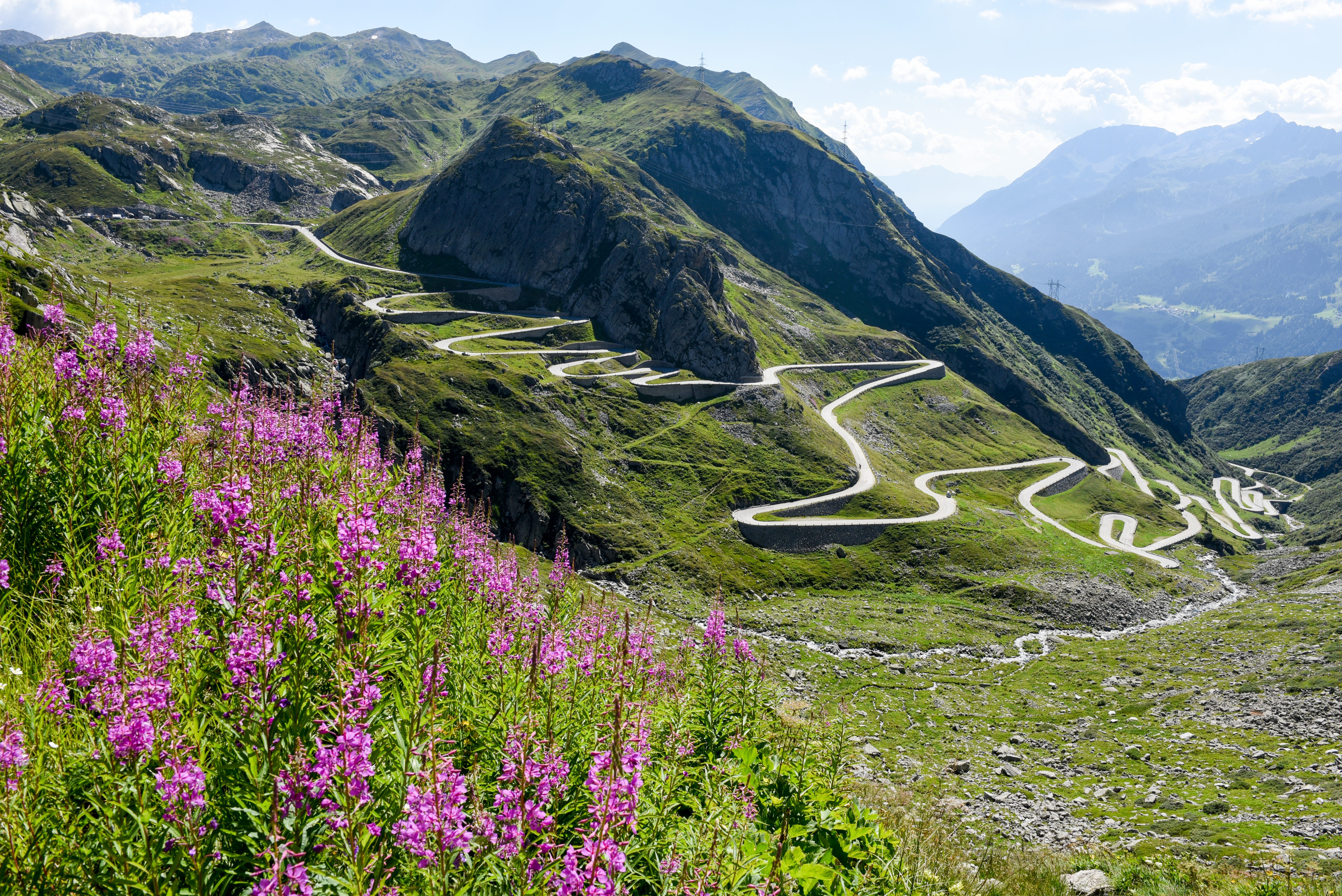 Dramatisk serpentinvej gennem alpine landskaber med lilla blomster i forgrunden