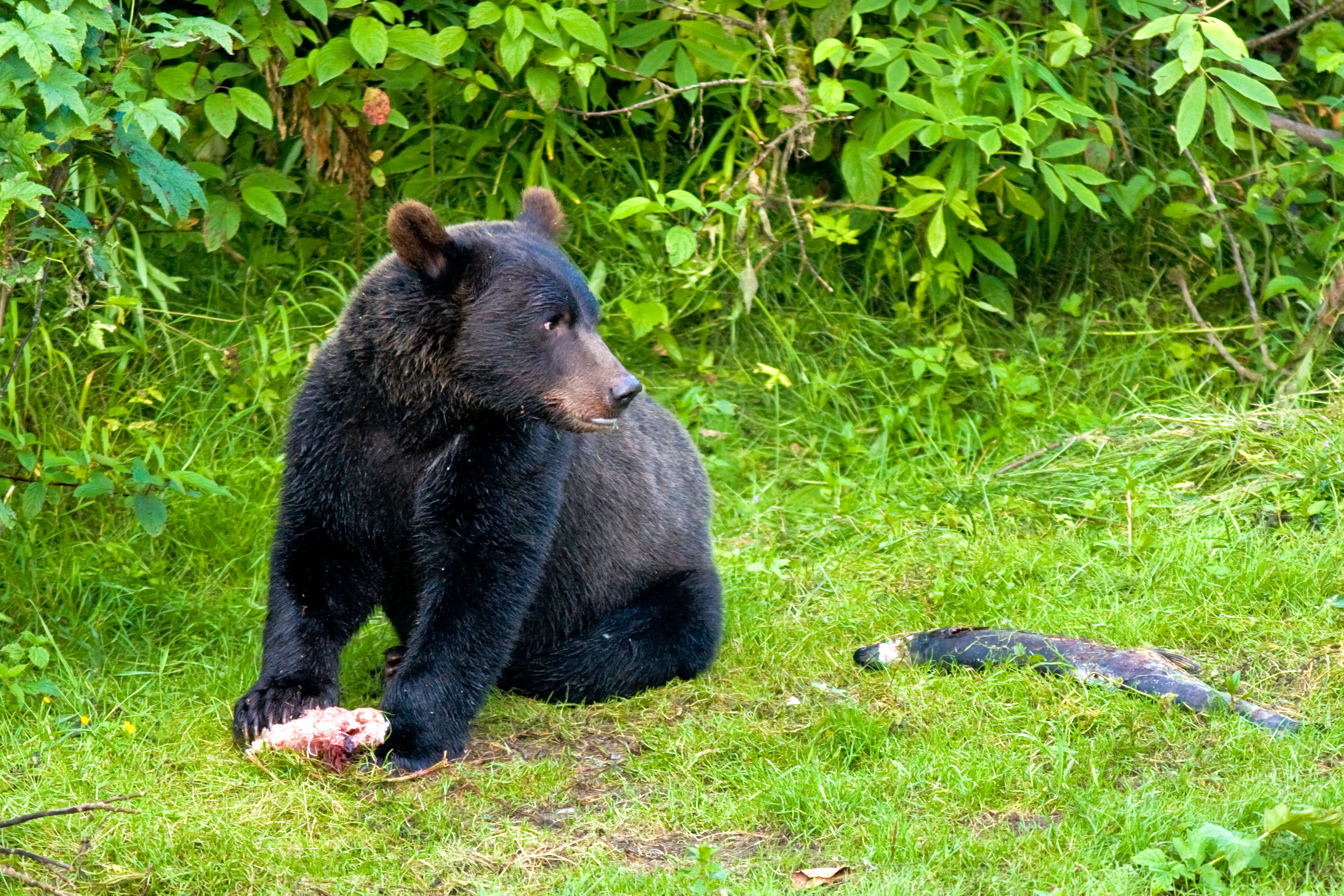Bjørn på safari i Canadas vildnis med laks som bytte