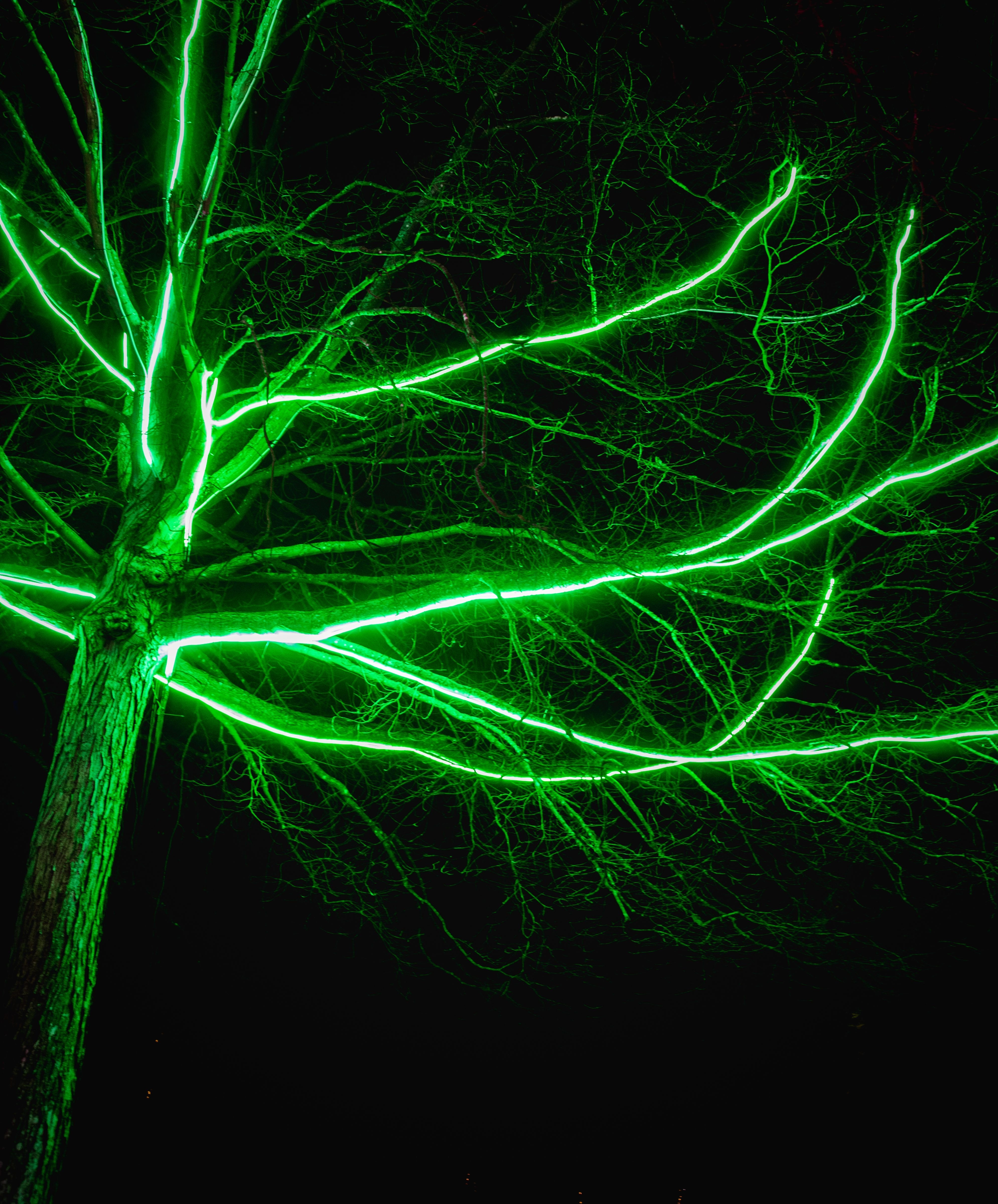 Smukke grønne neonlys langs trægrene ved Blenheim Palace julefestival i England