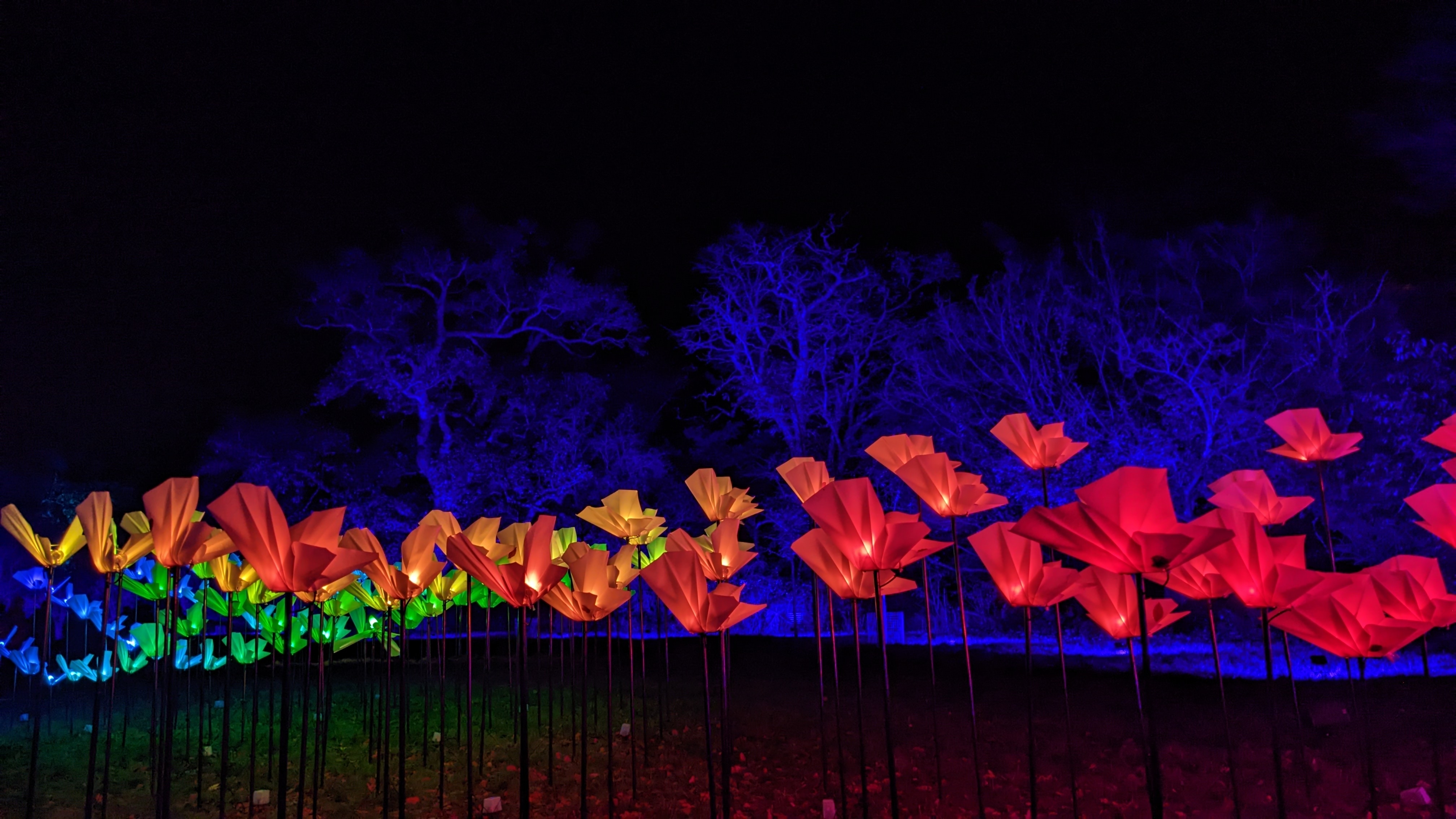 Oplyst blomsterinstallation i røde og orange farver ved Blenheim Palace julelys-event i England