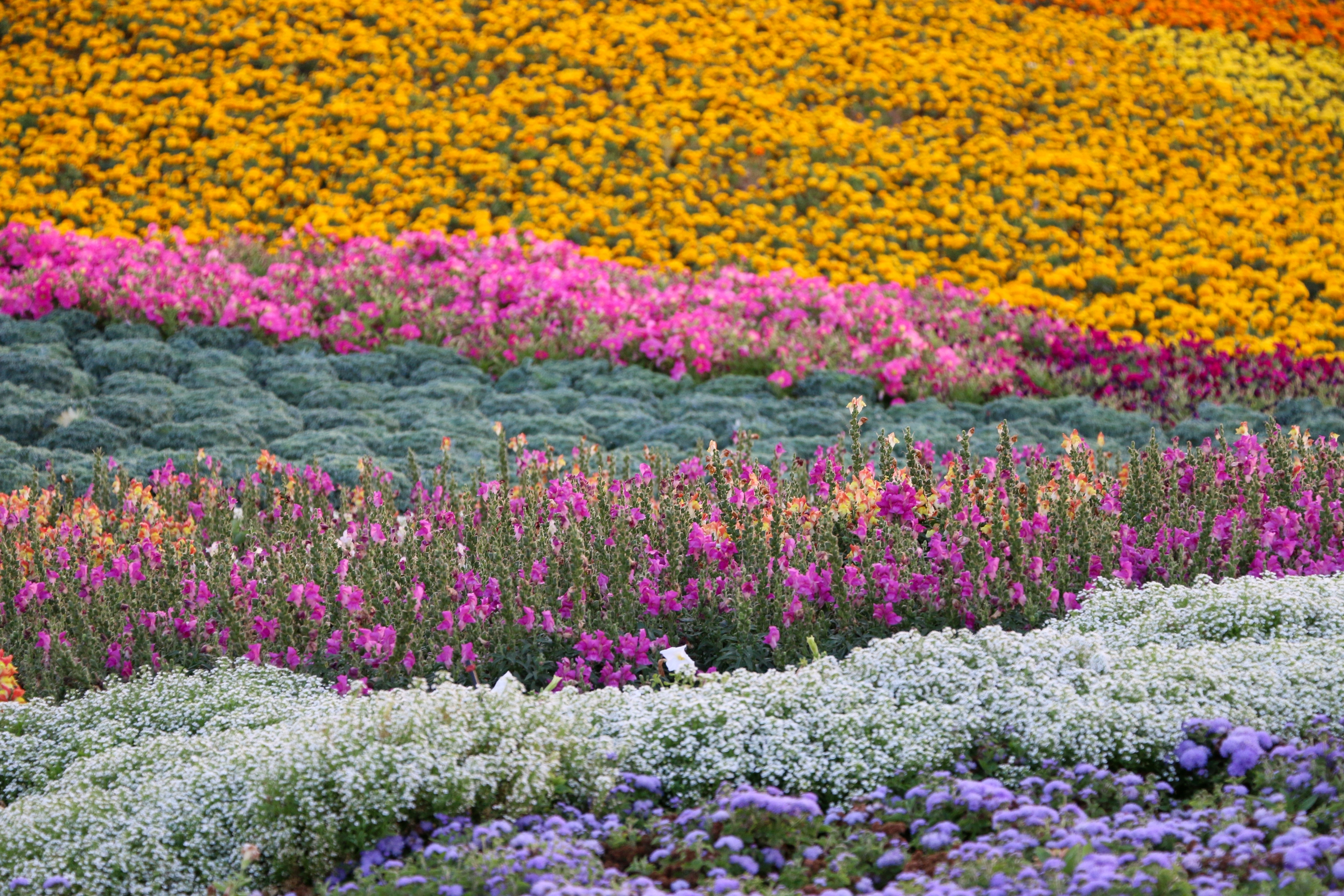 Fantastisk blomsterfestival med smukke rækker af gule, lyserøde og lilla blomster i naturskønt blomsterhav
