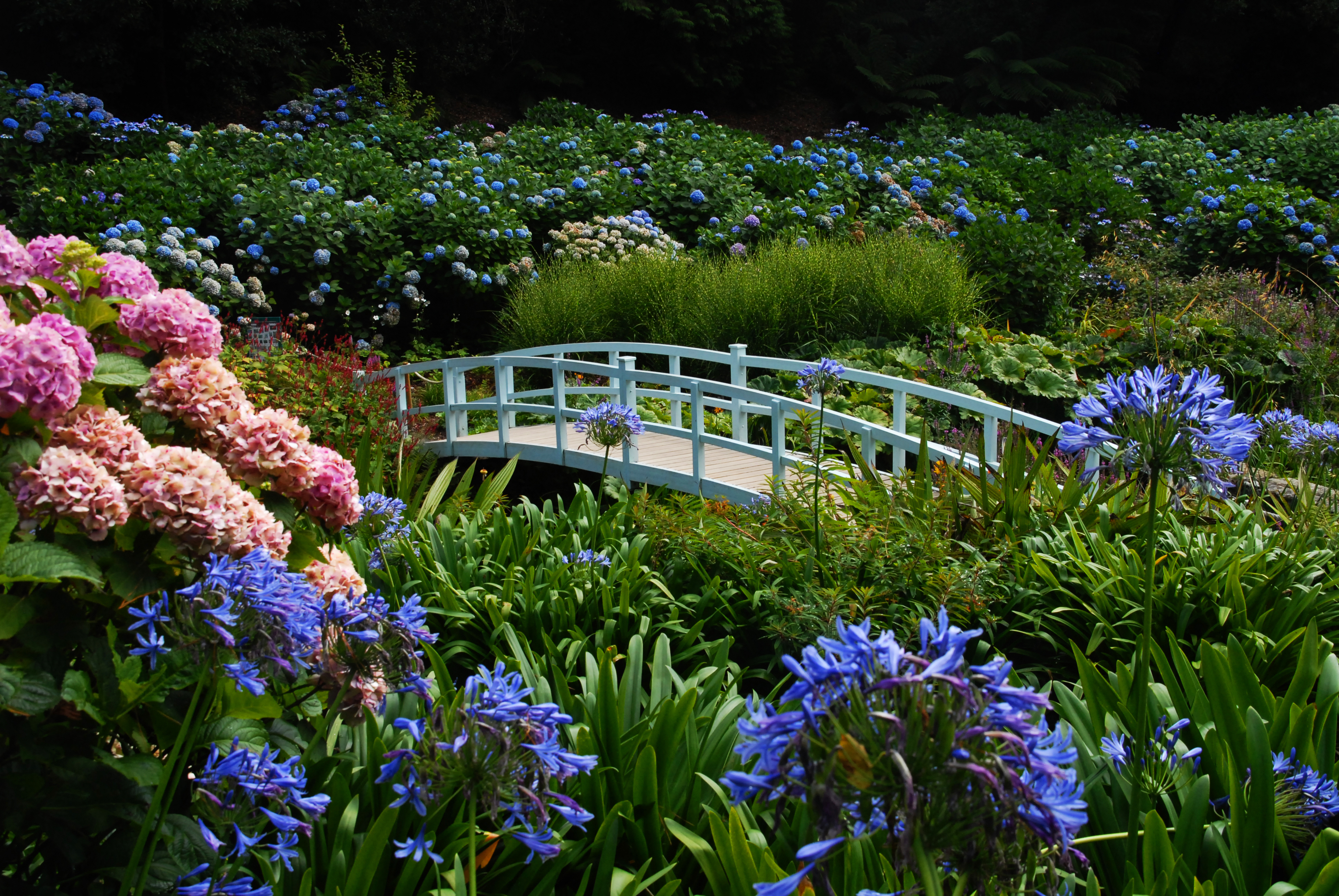 Romantisk hvid bro i den frodige blomsterhave Trebah Garden med blå og lyserøde hortensiaer