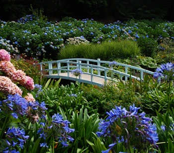 Romantisk hvid bro i den frodige blomsterhave Trebah Garden med blå og lyserøde hortensiaer