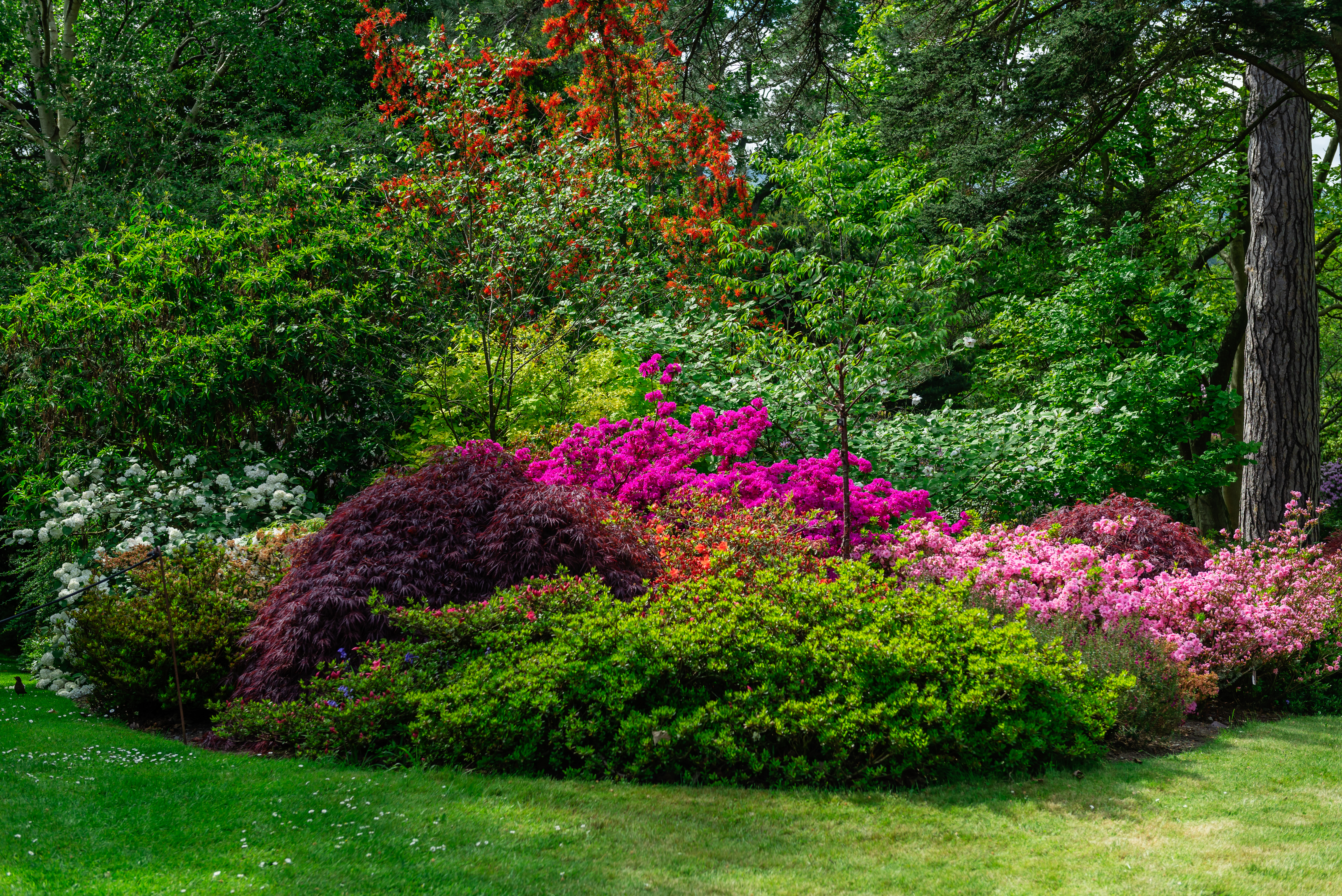 Blomstrende engelske haver med lyserøde rhododendron og azalea buske
