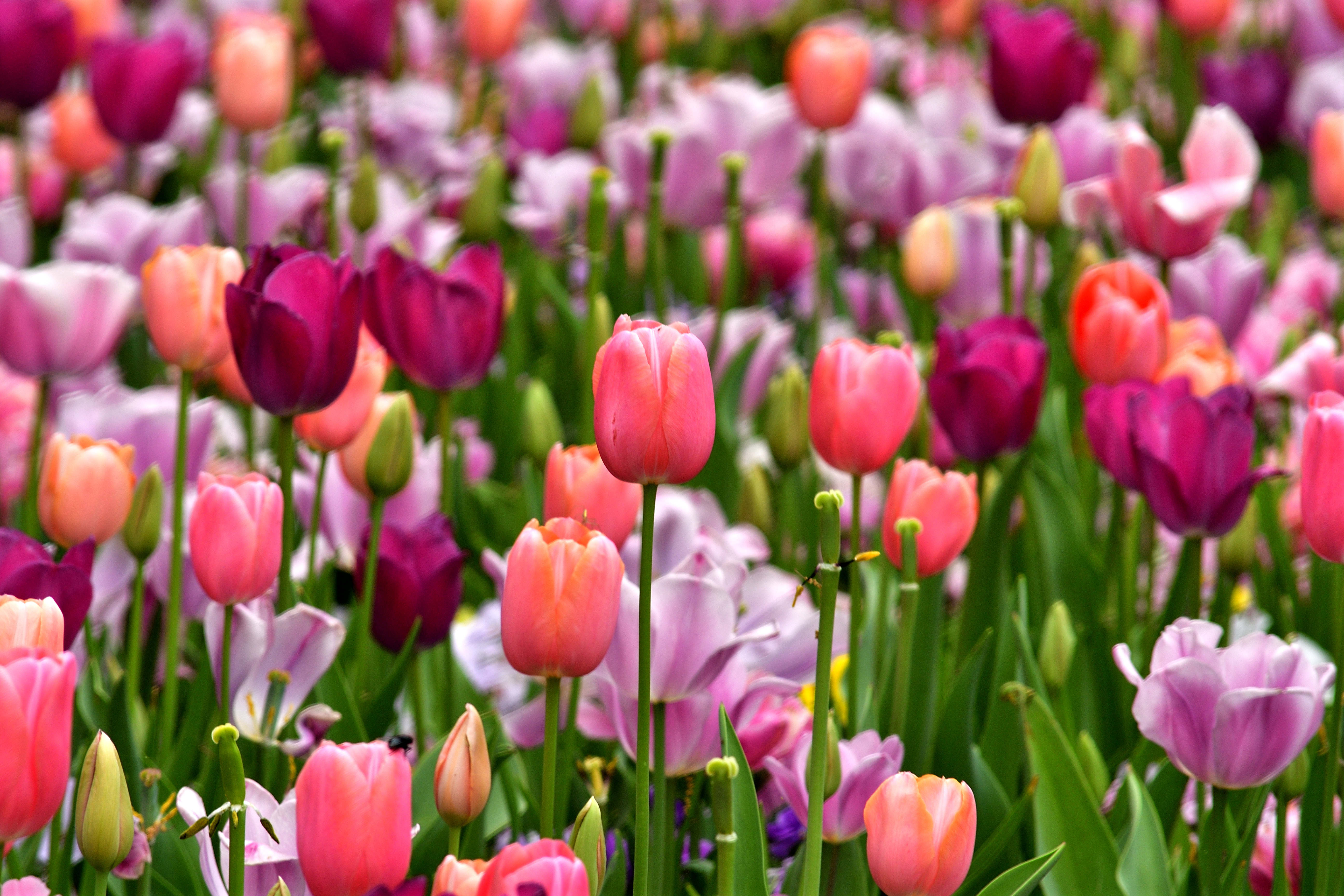 Blomstrende tulipanmark med farverige tulipaner i pink, lilla og orange om foråret i Holland