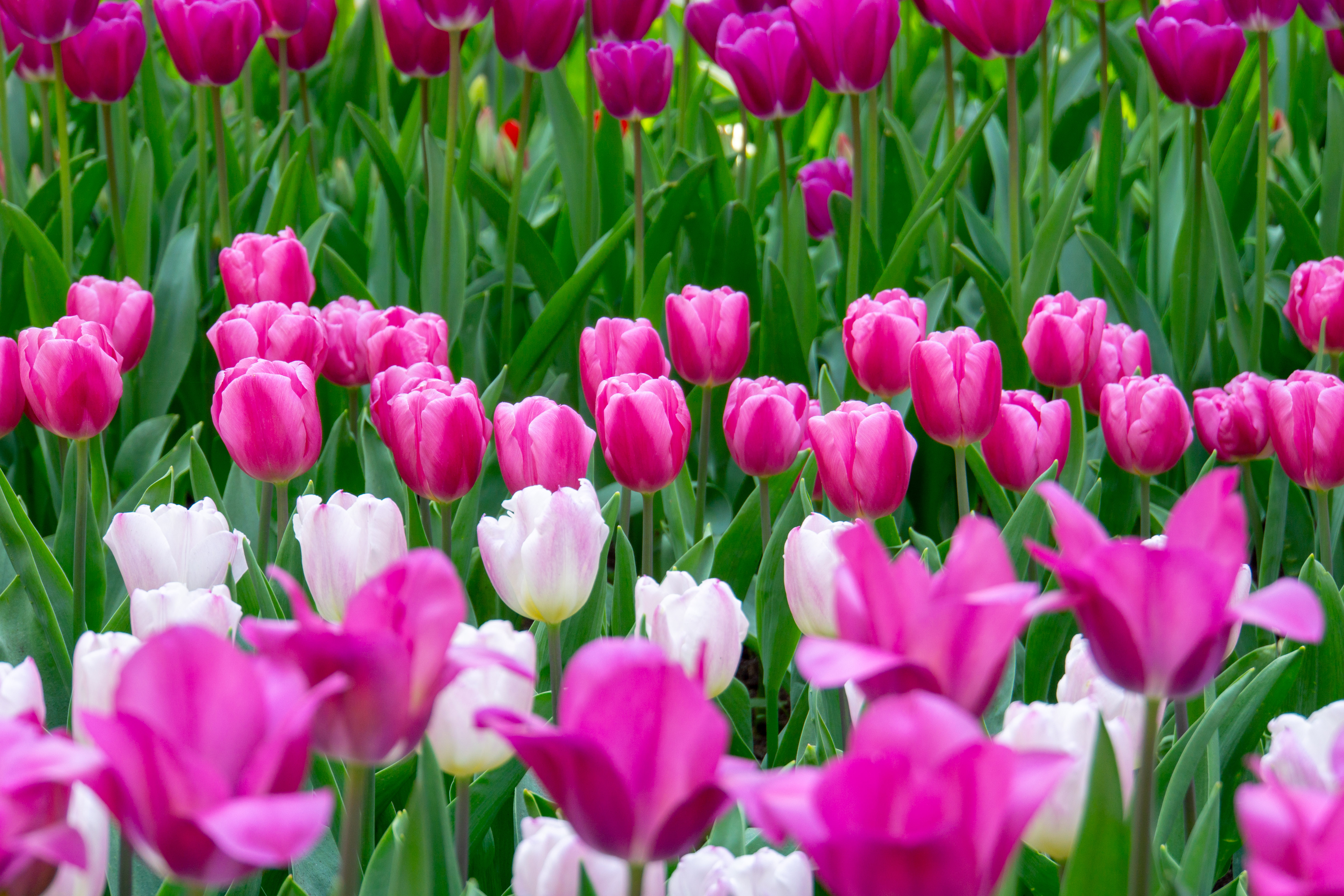 Blomstrende pink tulipaner i Nederland under forårsferie