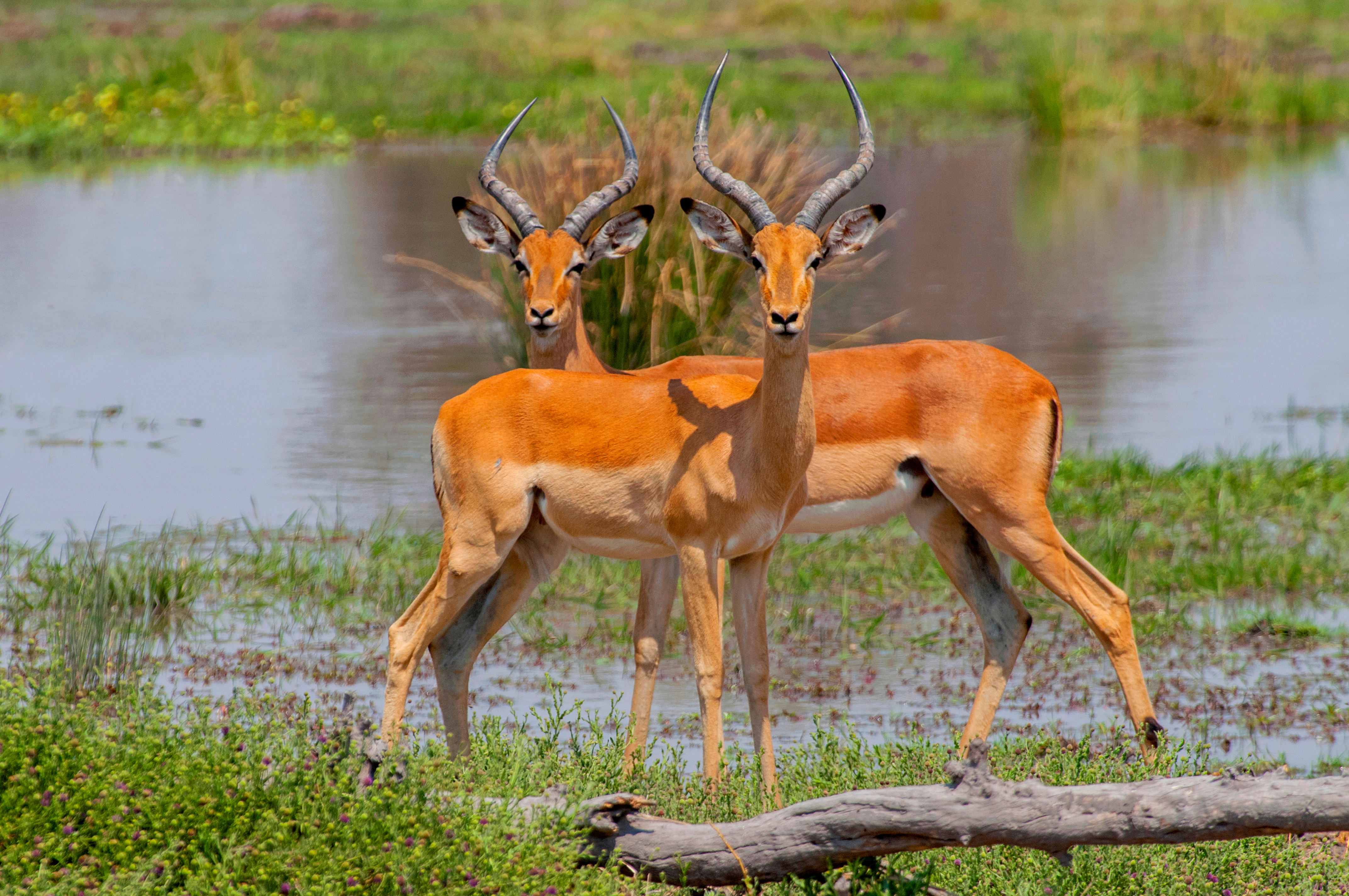 Smukke impala antiloper i deres naturlige habitat under safari i Botswana Chobe Nationalpark