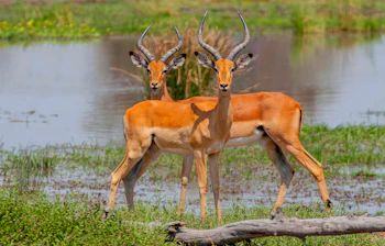 Smukke impala antiloper i deres naturlige habitat under safari i Botswana Chobe Nationalpark