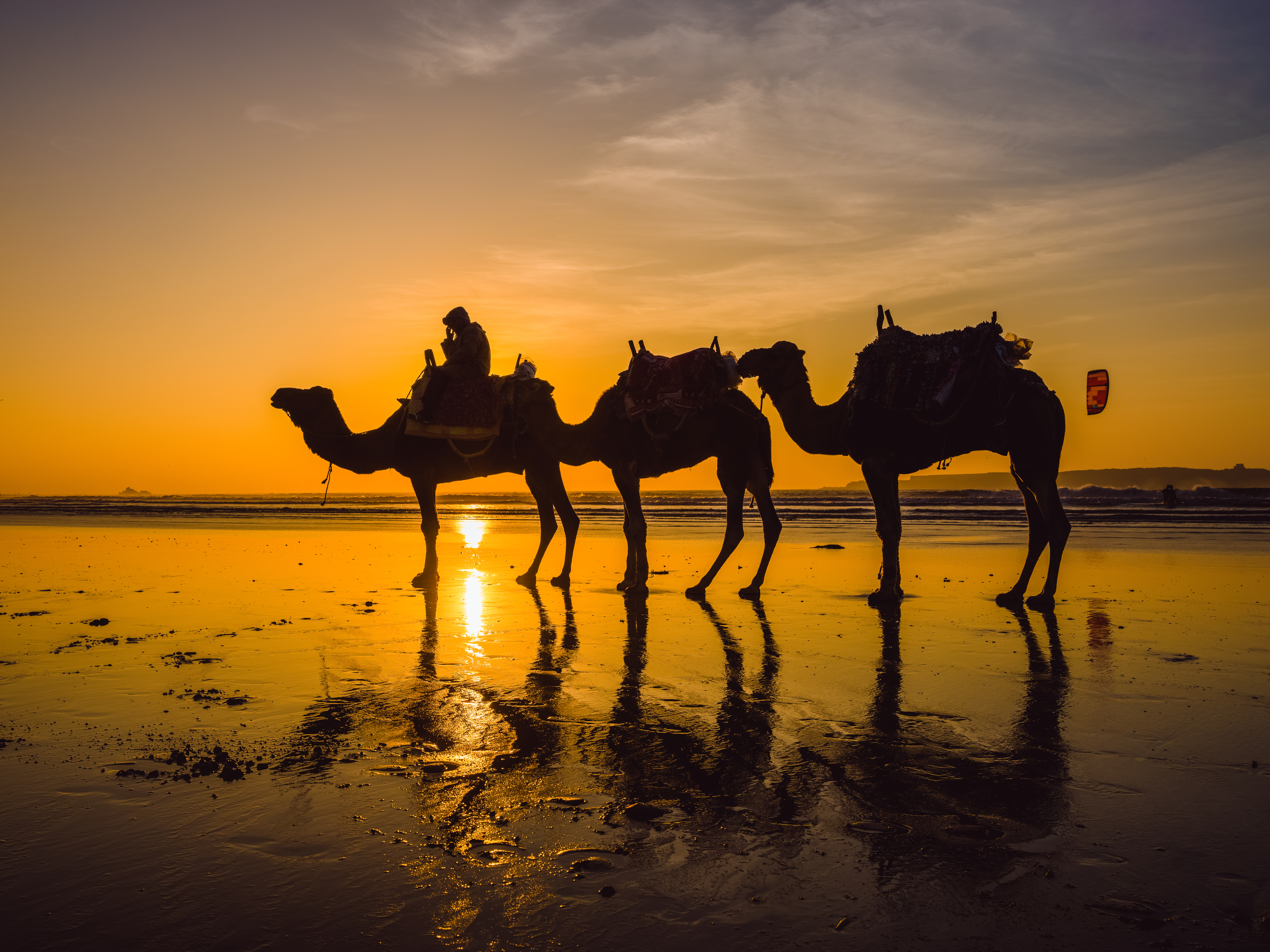 Kameltur ved solnedgang på Cable Beach i Broome Western Australia med gyldent lys