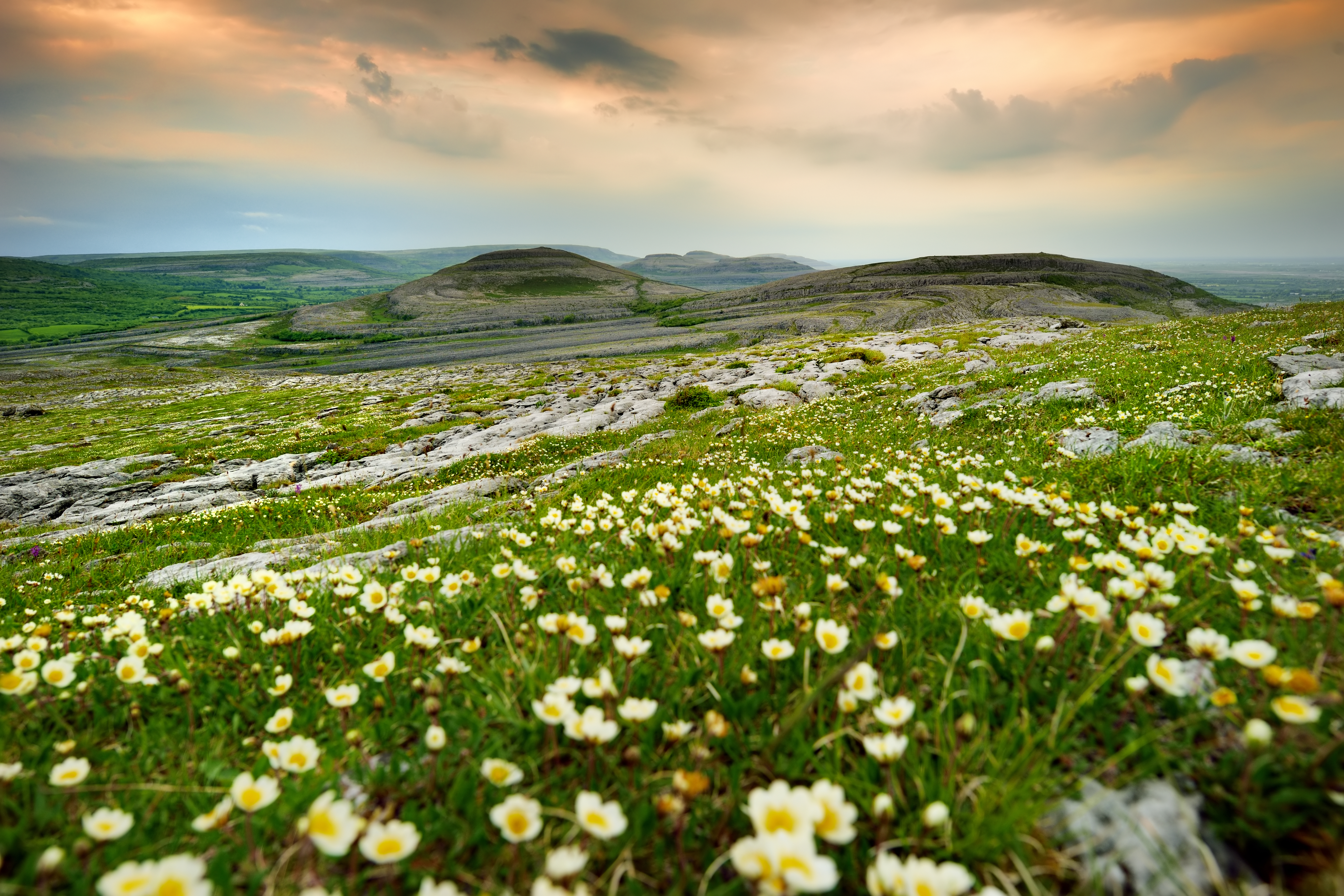 Vild irsk natur med blomstrende eng og eksponeret kalkstenslandskab i Burren Nationalpark, County Clare, Irland