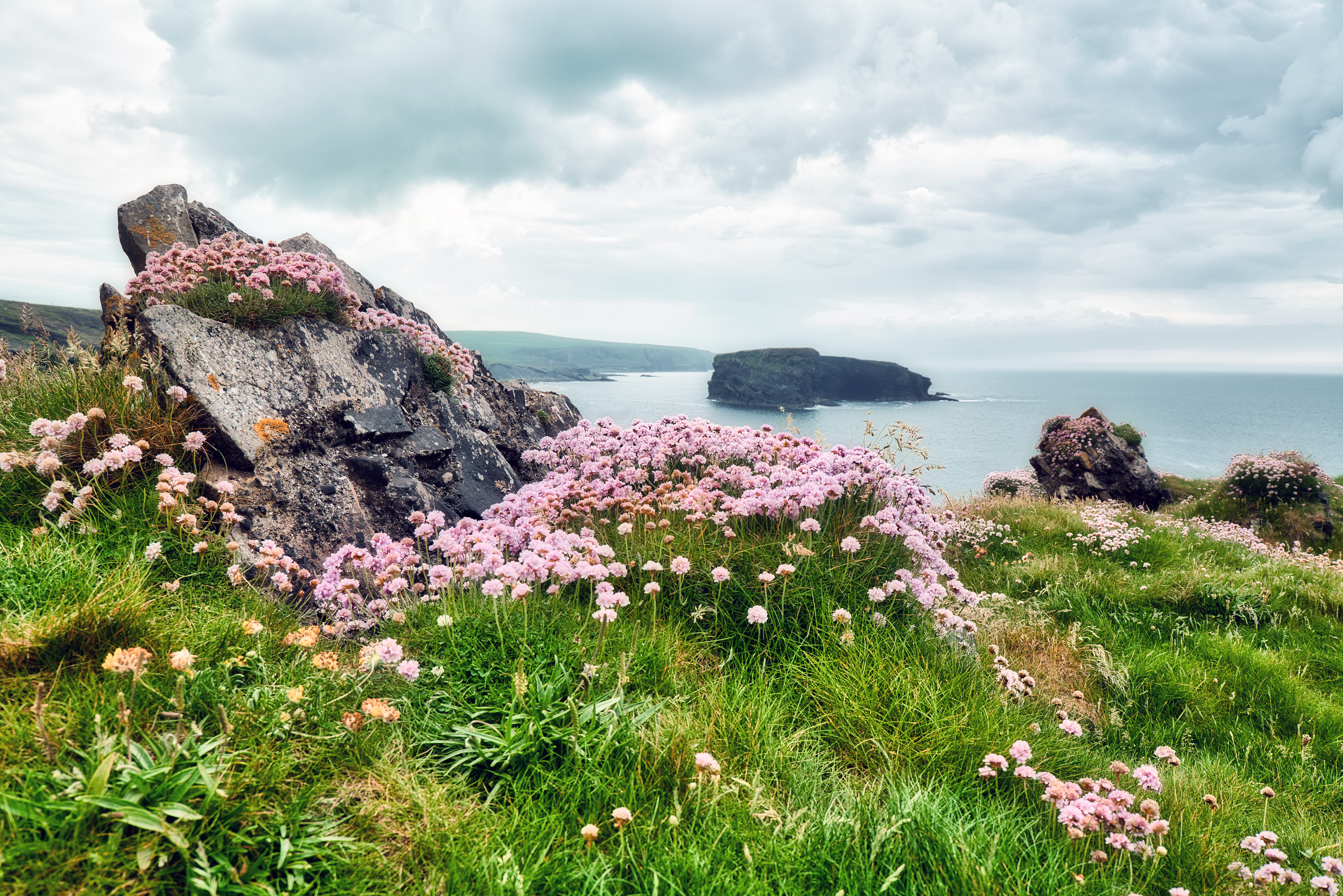 Naturskøn irsk kystlinje med lyserøde strandengsblomster på klipperne i Burren langs Wild Atlantic Way med dramatisk skyet himmel