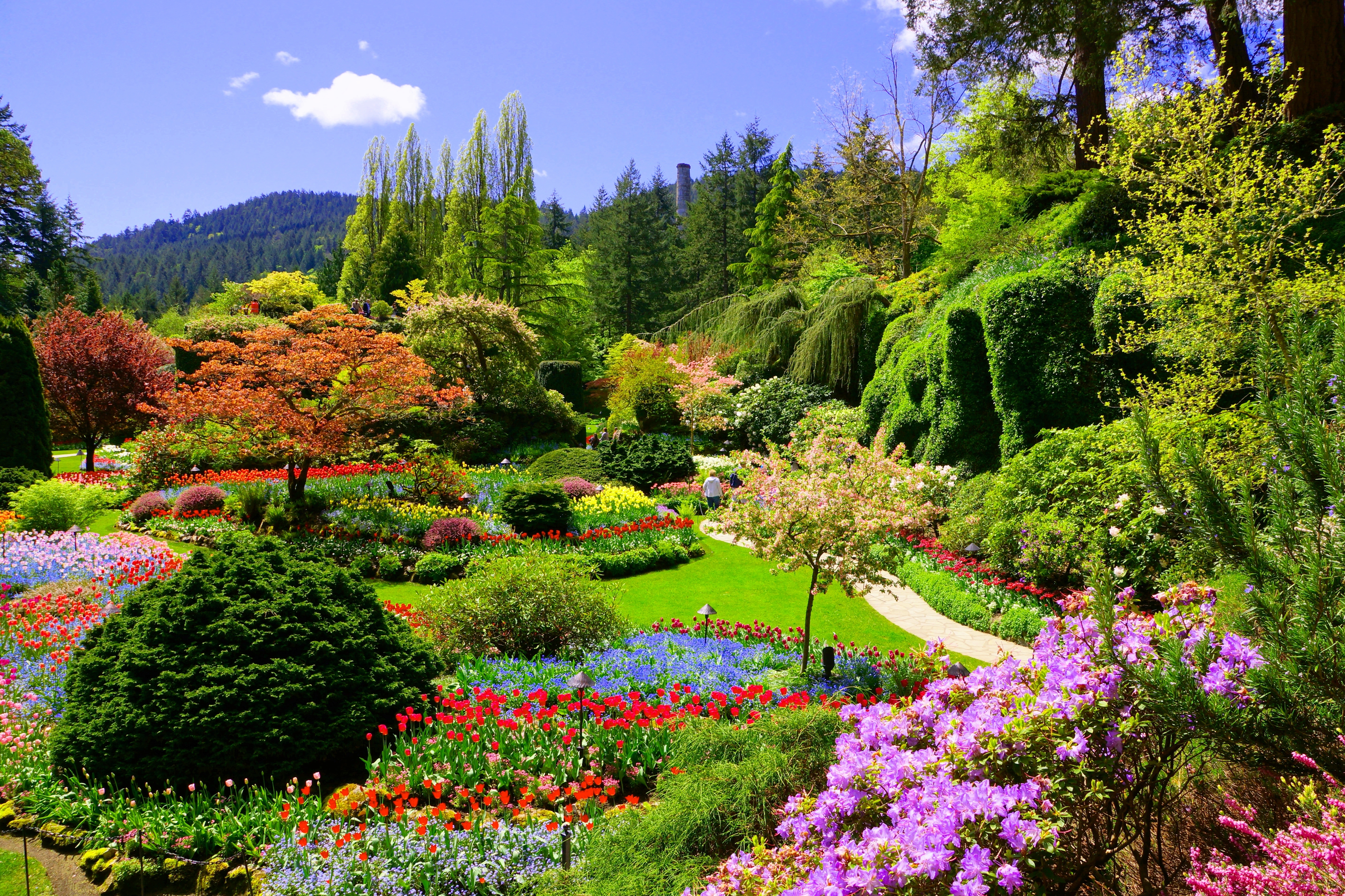 De ikoniske Butchart Gardens i Victoria, Canada, med pragtfulde blomsterbede fyldt med tulipaner og farverige blomster i forårssolen