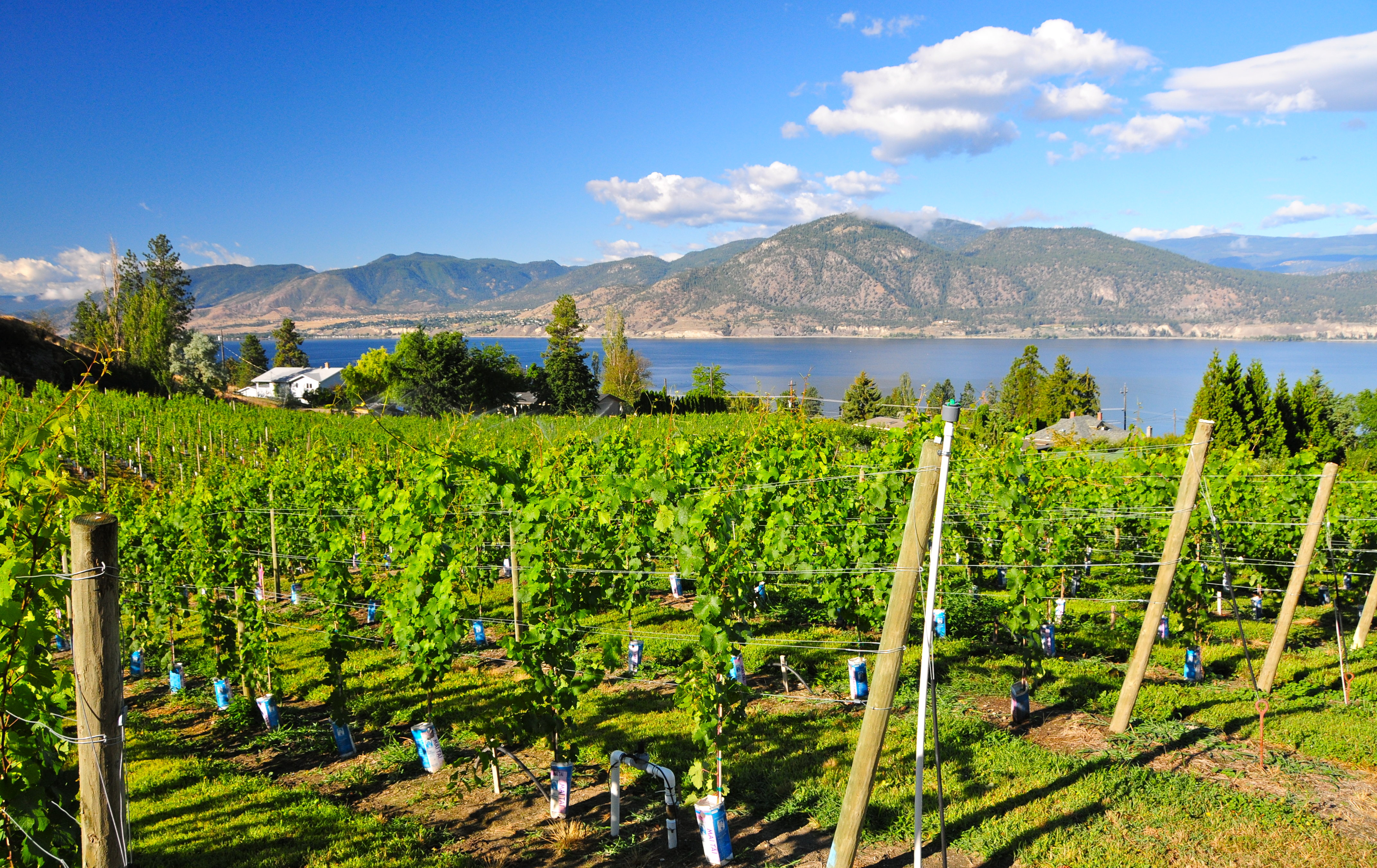 Canadisk vingård i Okanagan Valley med bjerglandskab og sø