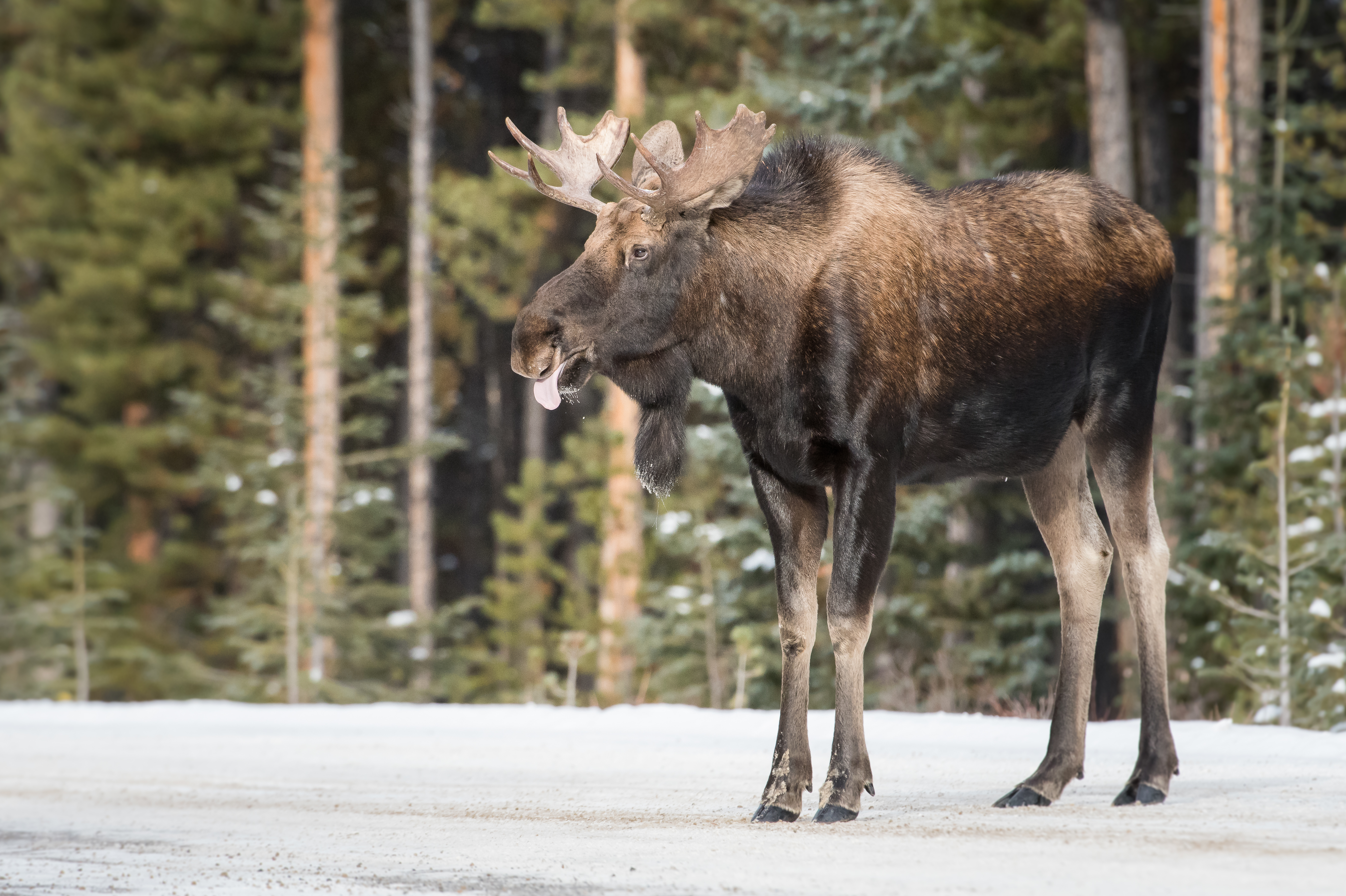 Kraftig hanelg observeret på wildlife-safari i Canada vinterlandskab
