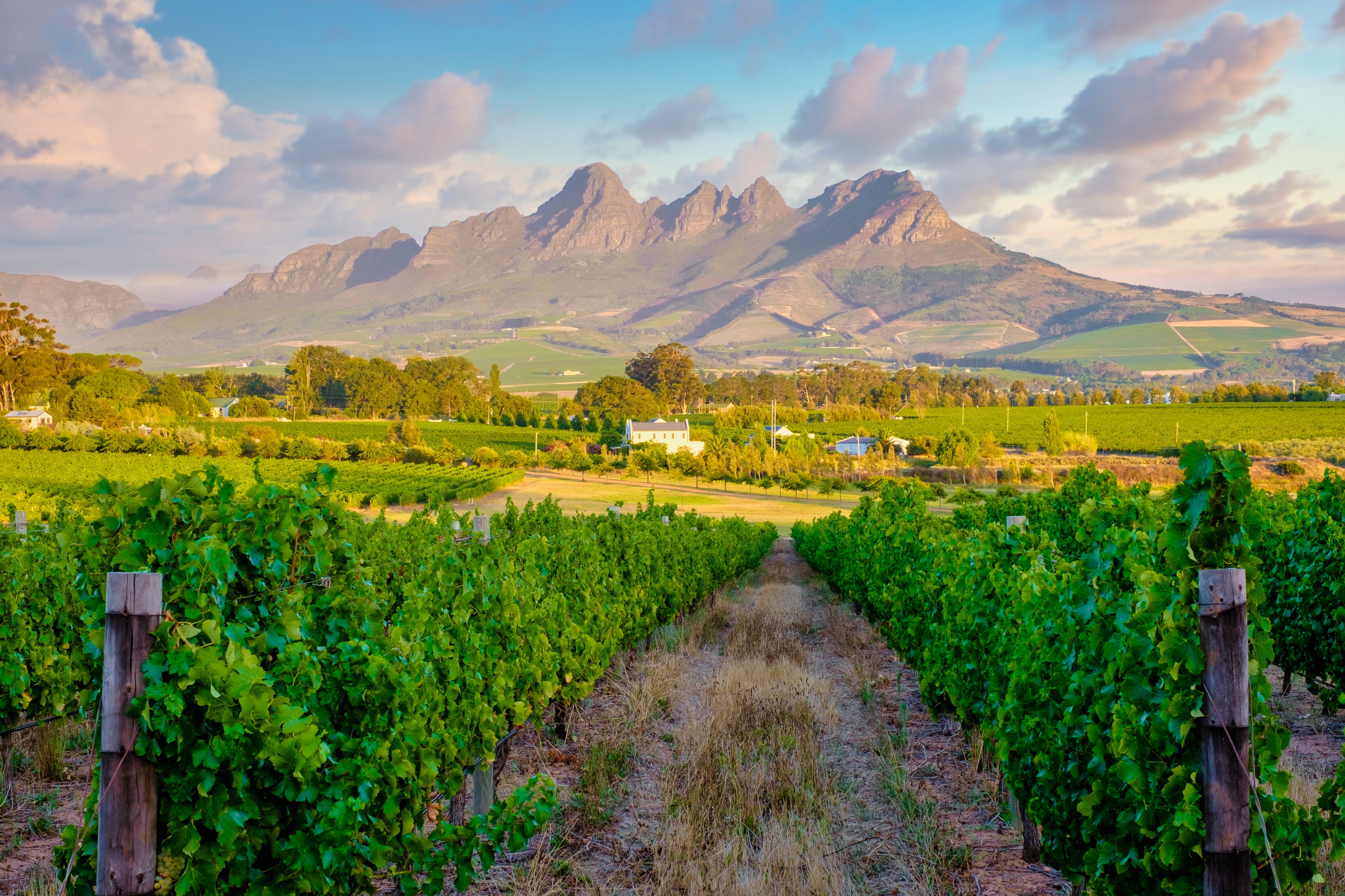 Idylliske vinmarker ved solnedgang i Stellenbosch vindistrikt med bjerge i baggrunden, et malerisk landskab i Sydafrikas berømte Cape Winelands region