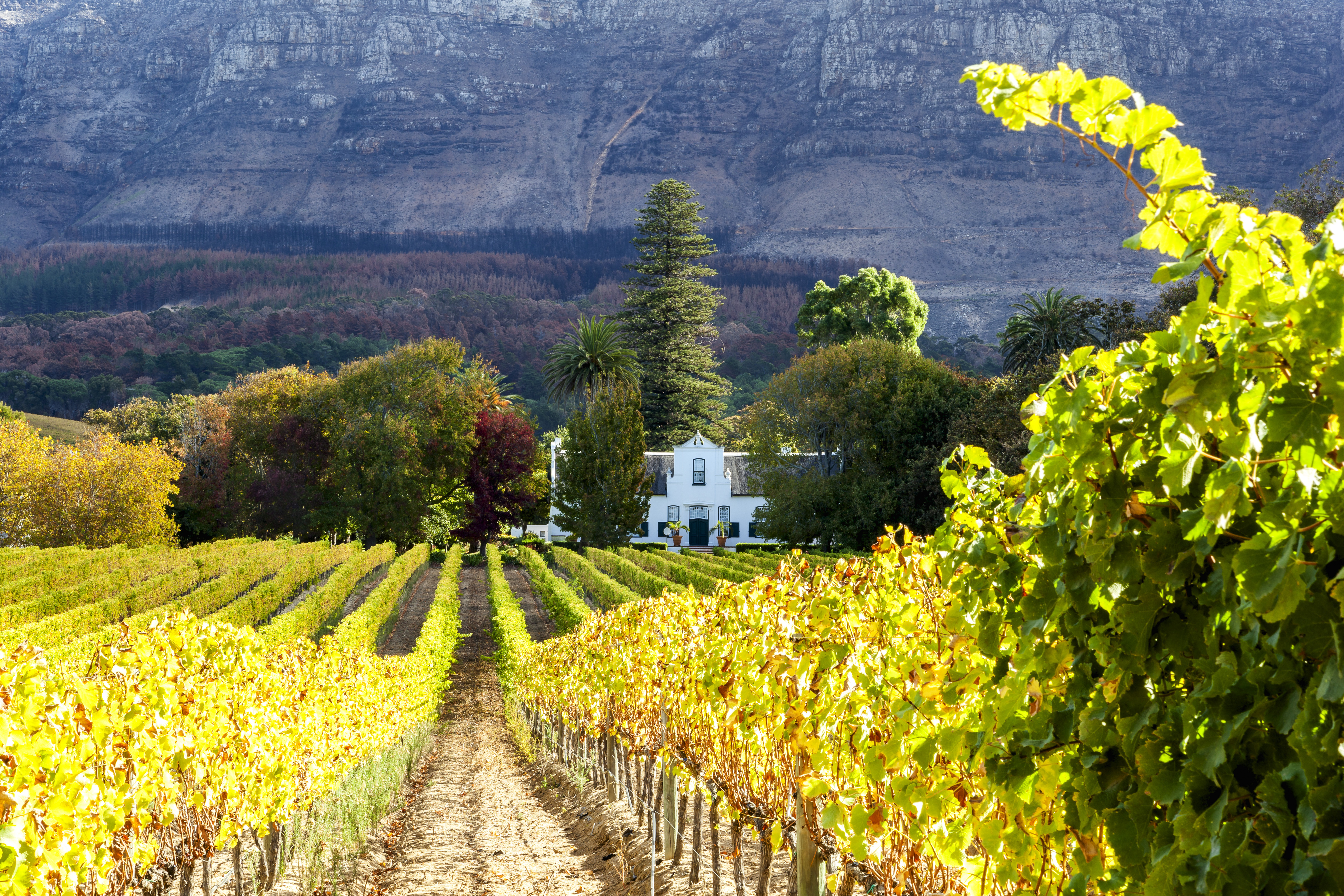 Idyllisk vingårdslandskab med efterårsfarver og hvidt kolonialt hus i Cape Town, Sydafrika
