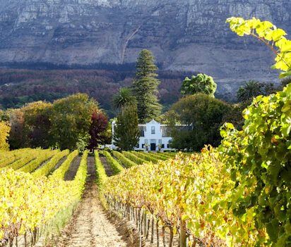 Idyllisk vingårdslandskab med efterårsfarver og hvidt kolonialt hus i Cape Town, Sydafrika