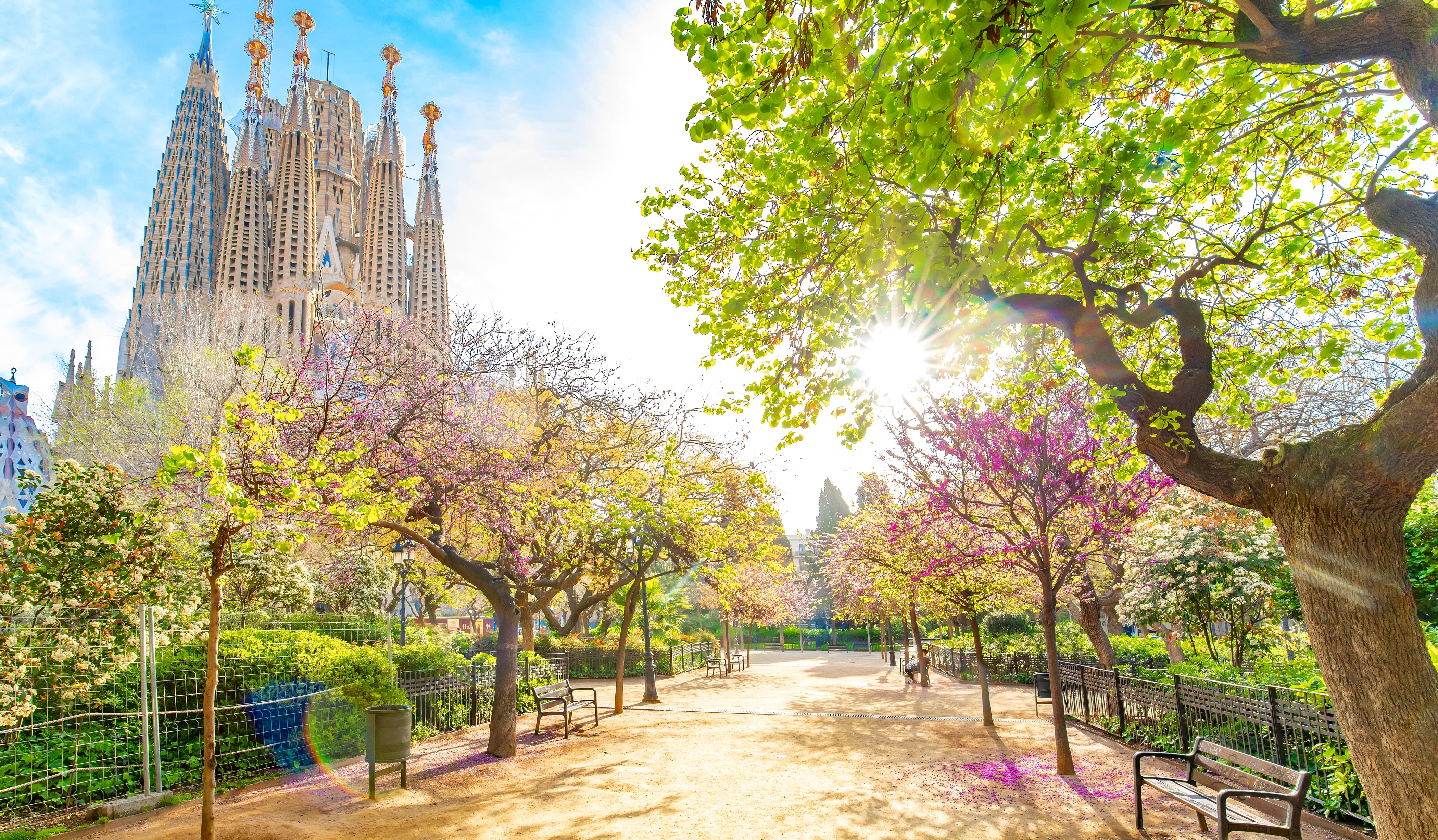 Charmerende park med rosa og hvide forårsblomster i Barcelona med den storslåede Sagrada Familia basilika i baggrunden - et fantastisk eksempel på hvordan byens grønne områder og Gaudis arkitektur skaber en unik atmosfære i foråret