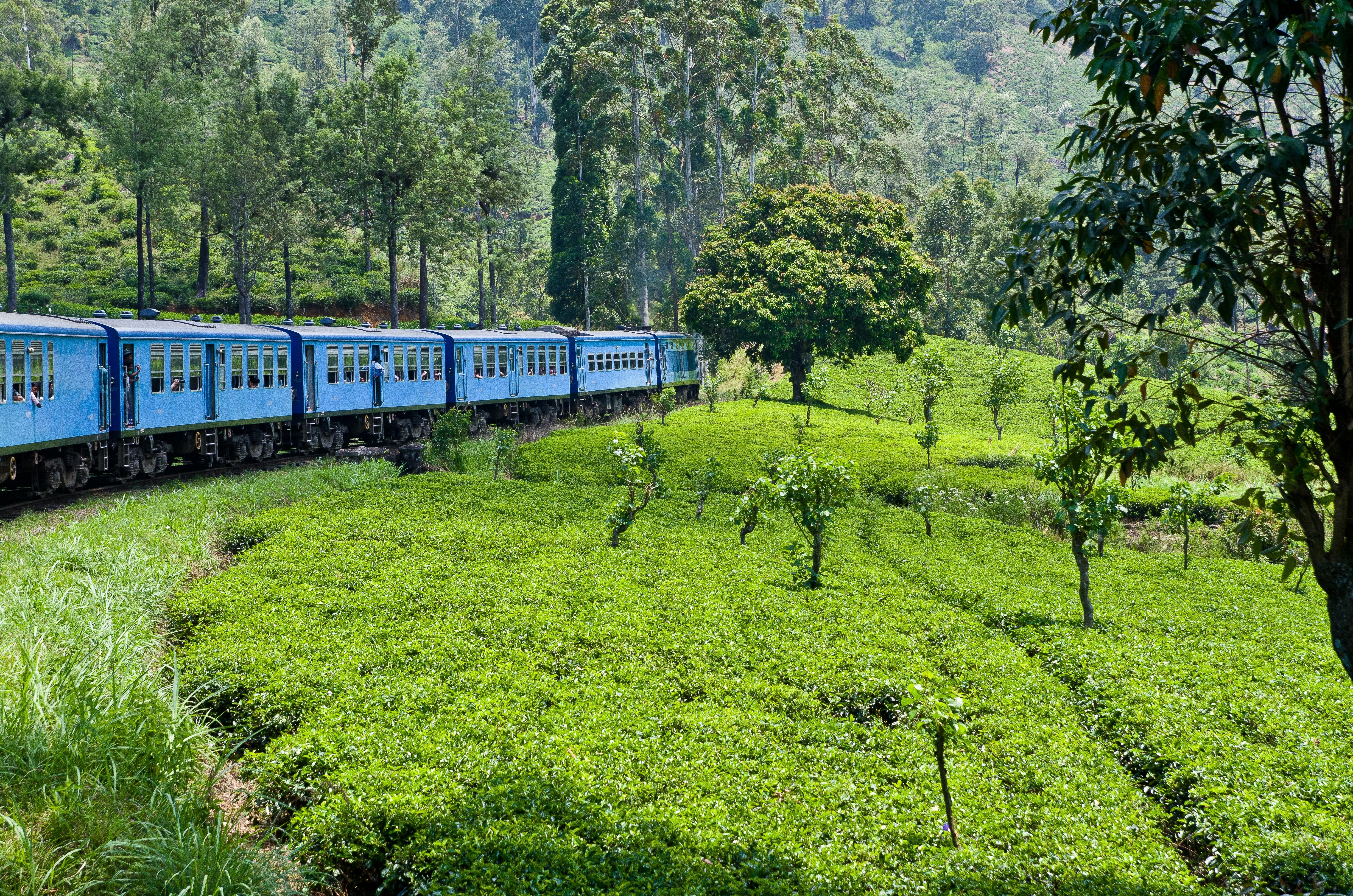 Blåt passagertog gennem Ceylon teplantager i tropisk landskab