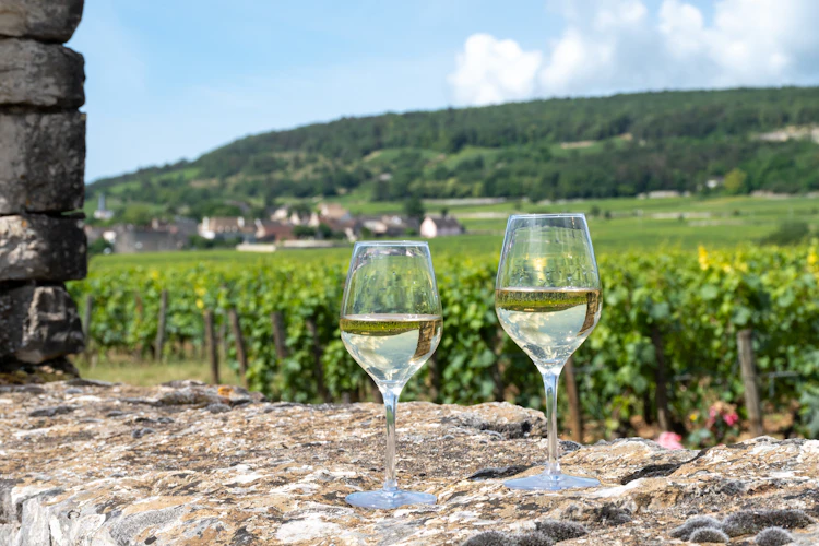 Elegante vinglas med udsigt over grønne vingårde i Burgundy