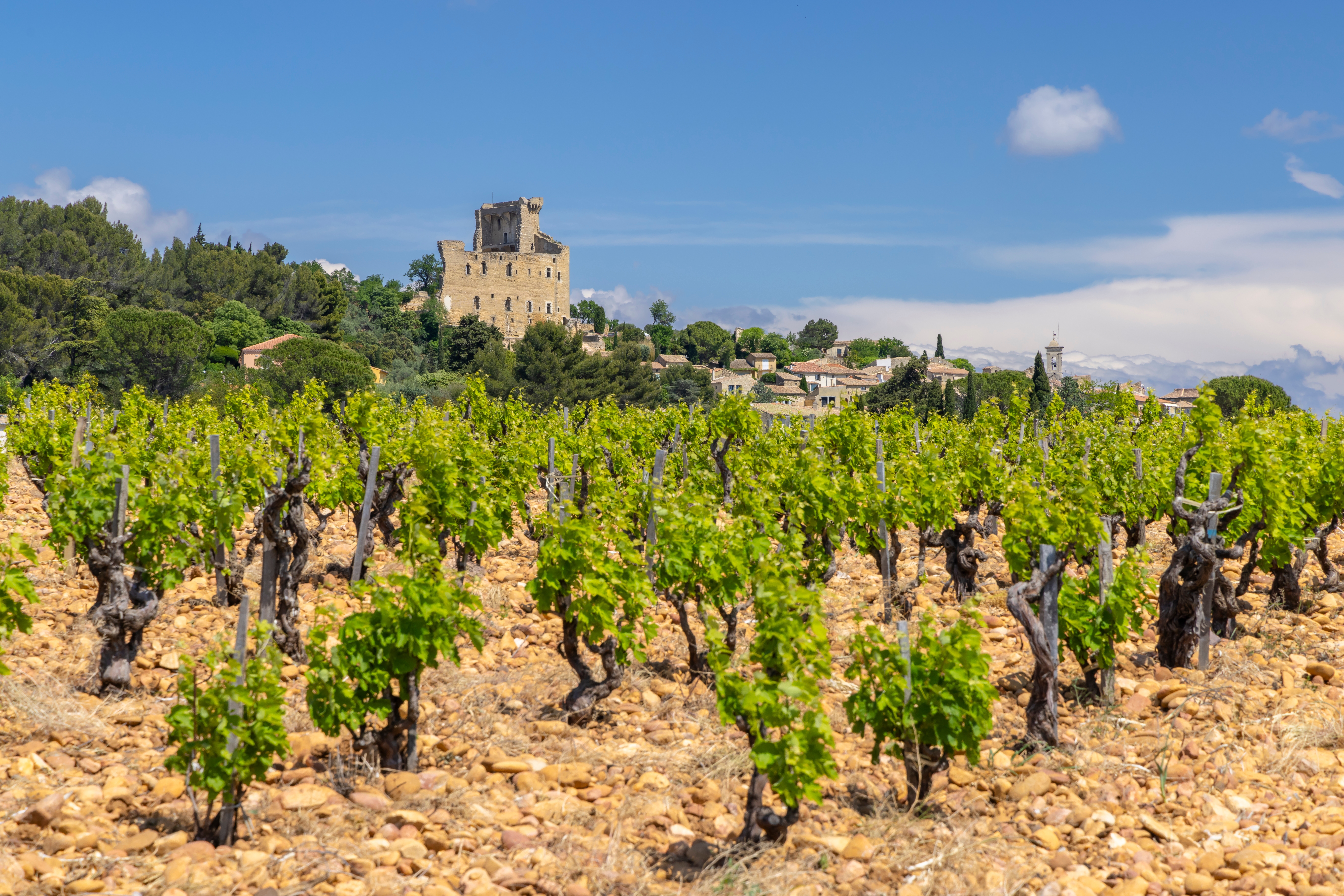 Traditionelle vinranker på stenet jord nær Châteauneuf-du-Pape med historisk slot og landsby i baggrunden, Provence