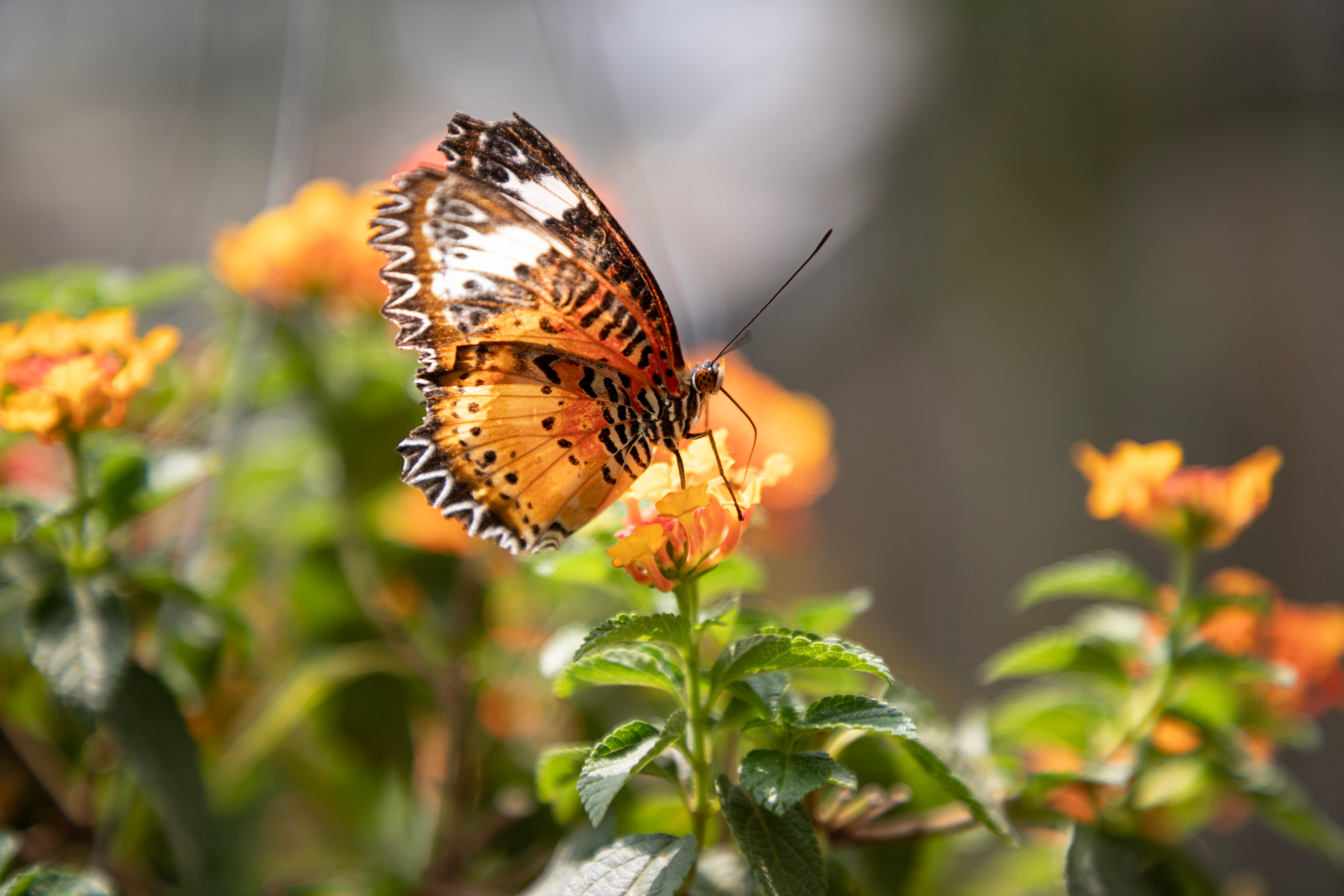 Tropisk sommerfugl hviler på orange blomster ved Bai Orchid og Butterfly Farm i Chiang Mai, Thailand