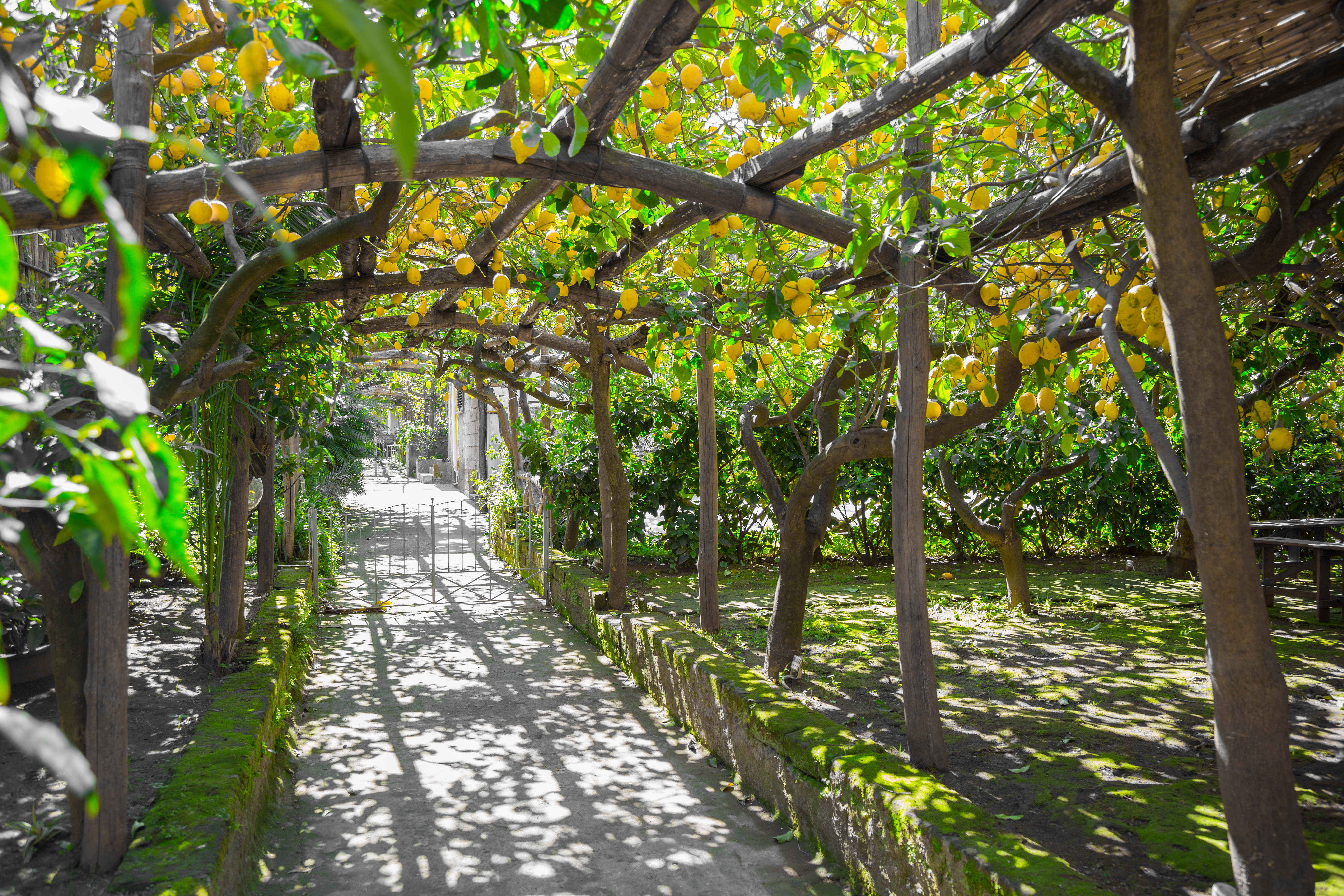 Citronplantage i Campania Italien med pergola og modne citroner