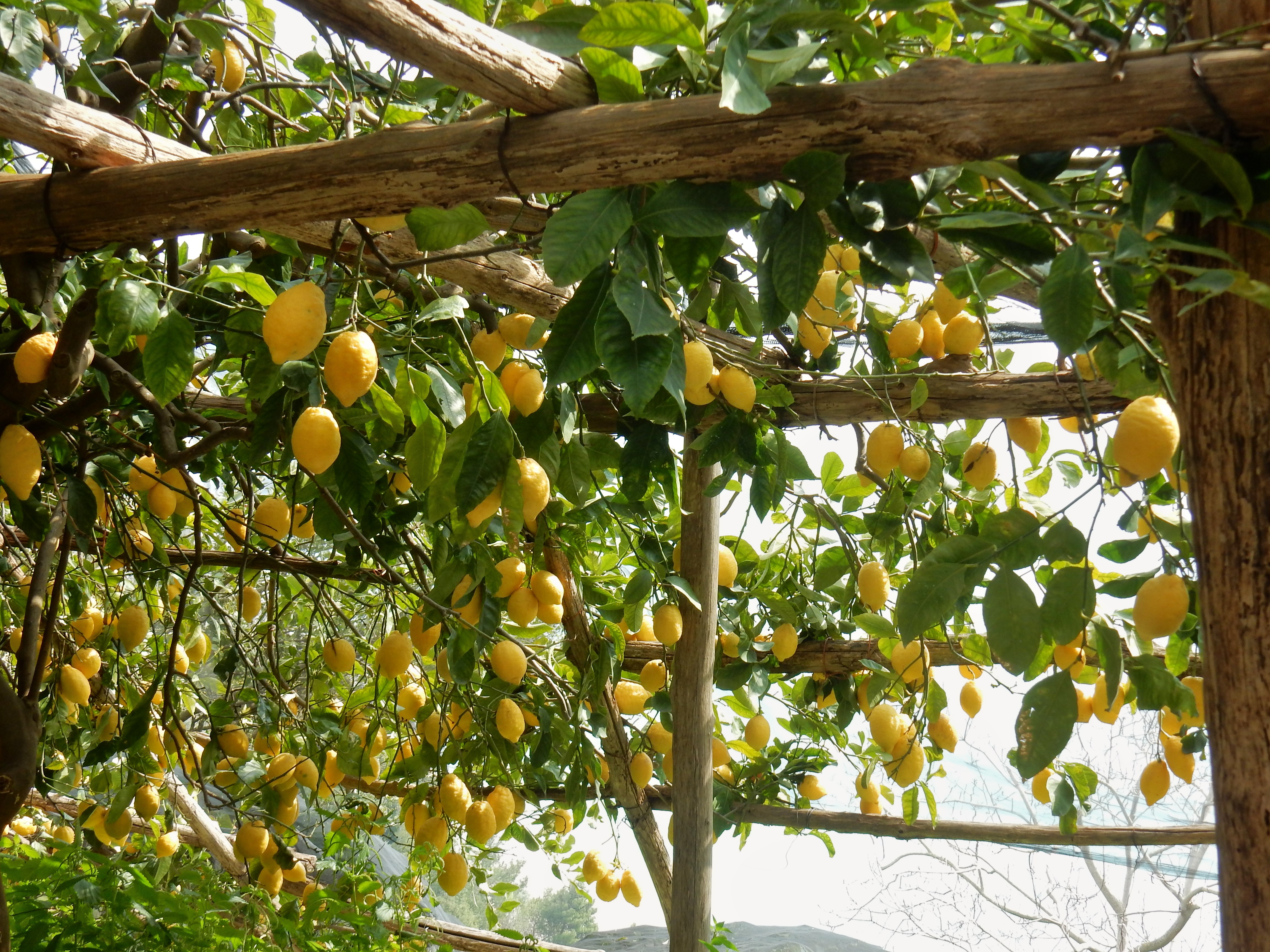 Maleriske citronlunde på de terrasserede skråninger ved Minori på den idylliske Amalfikyst i Syditalien