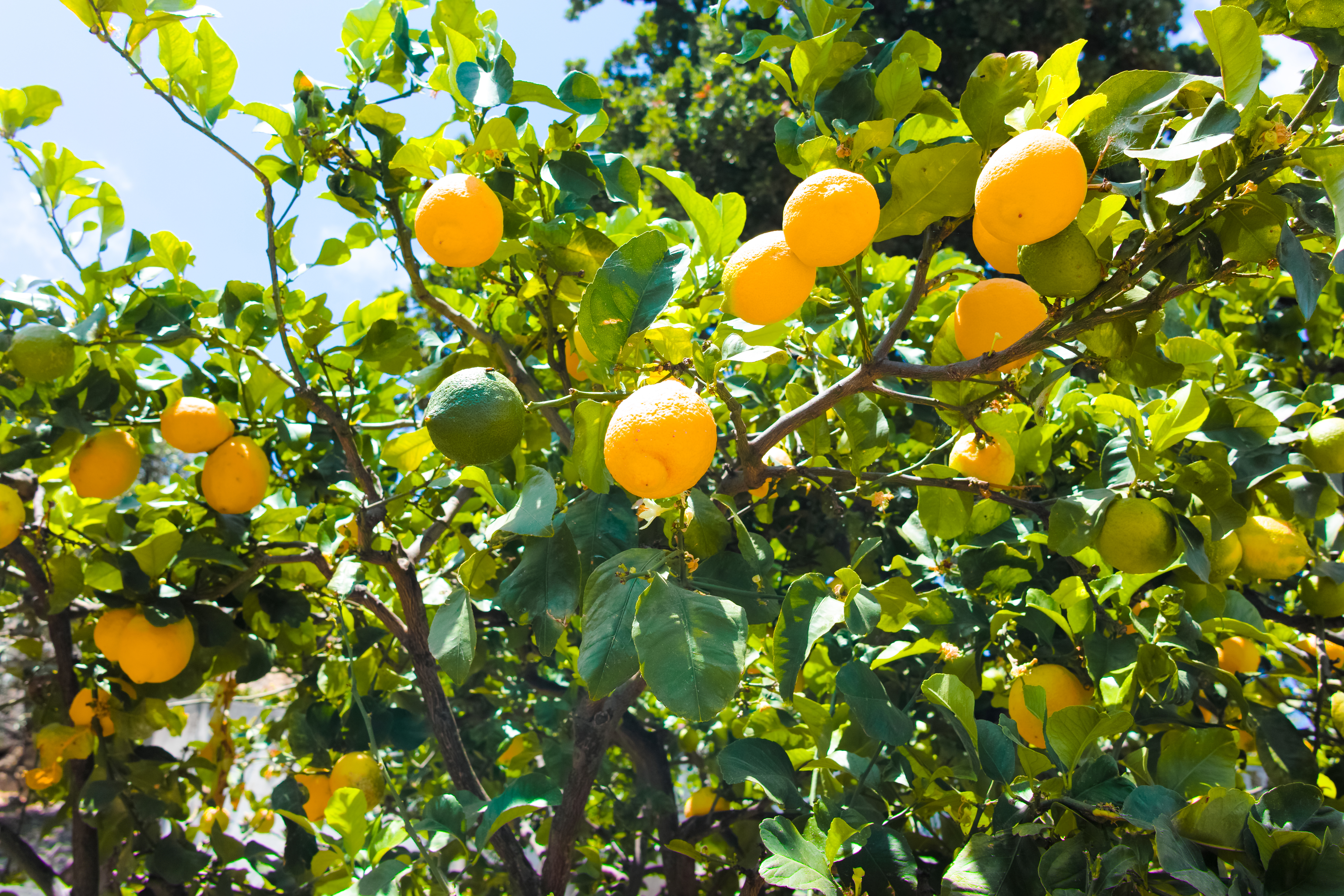 Modne gule citroner på citrontræer i en frodig siciliansk plantage under blå himmel