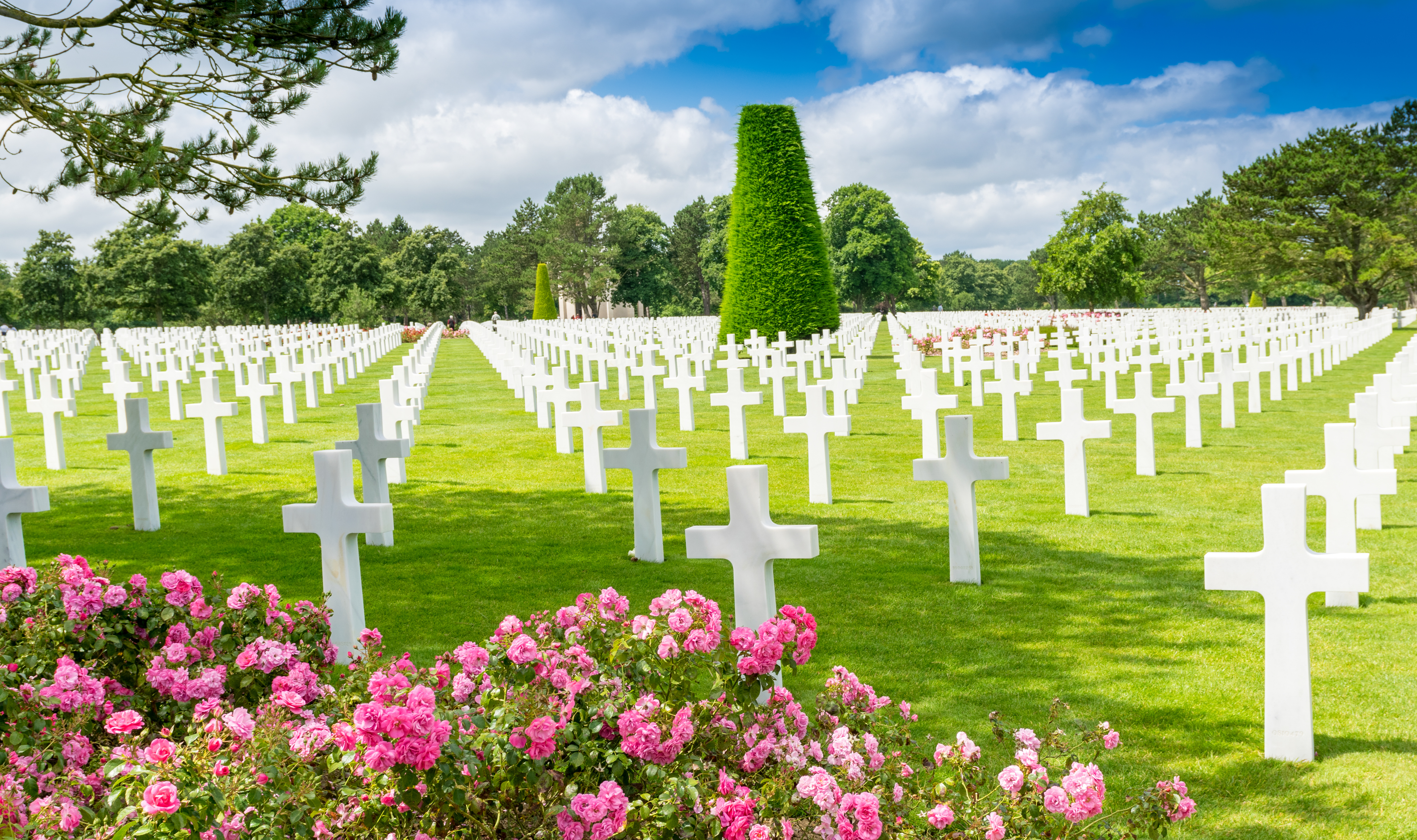 Stemningsfuldt billede af de hvide grave på den amerikanske militærkirkegård i Colleville-sur-Mer, Normandiet, med roser i forgrunden