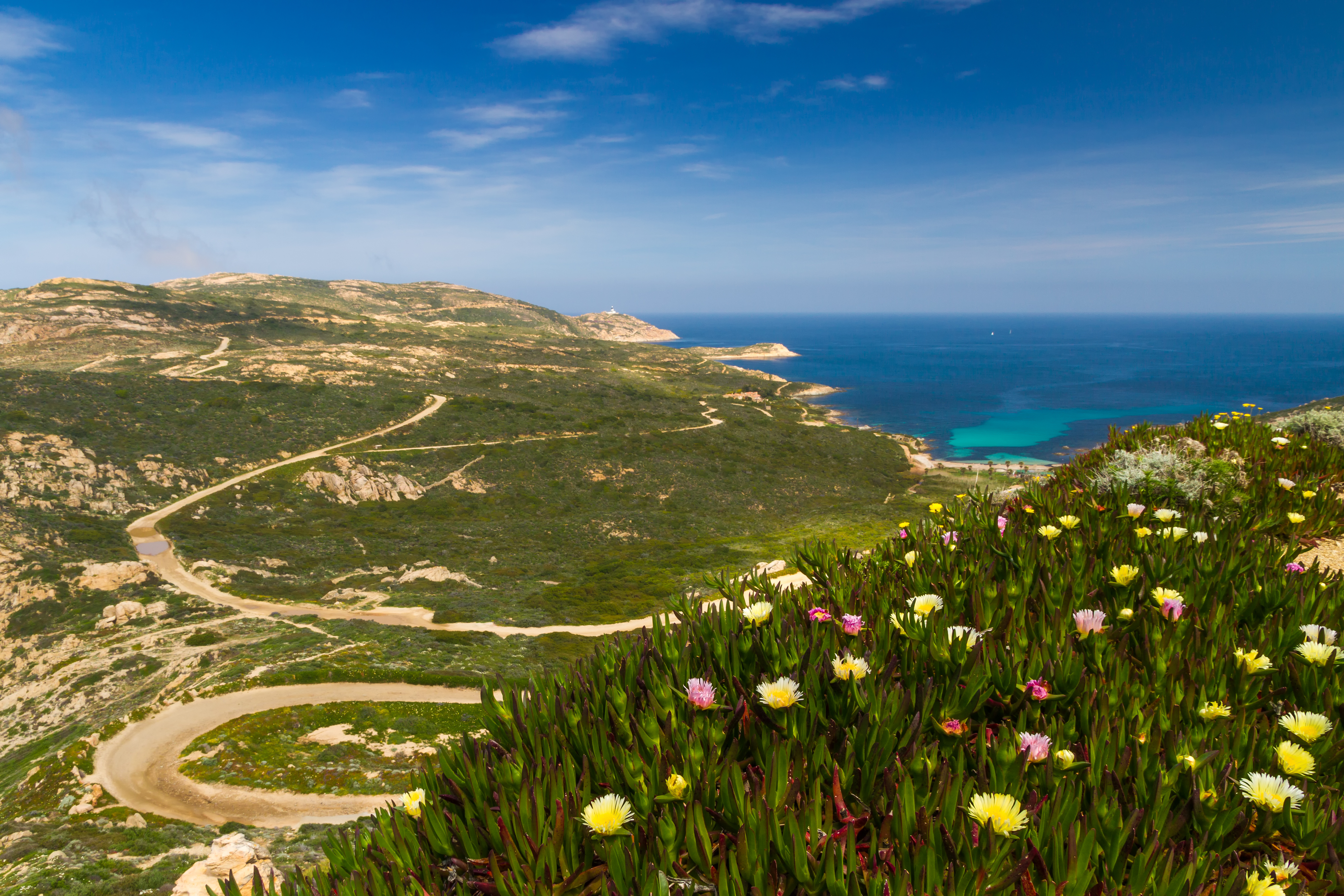 Malerisk kystveej gennem blomstereng med udsigt over det azurblå Middelhav på den franske ø Corsica