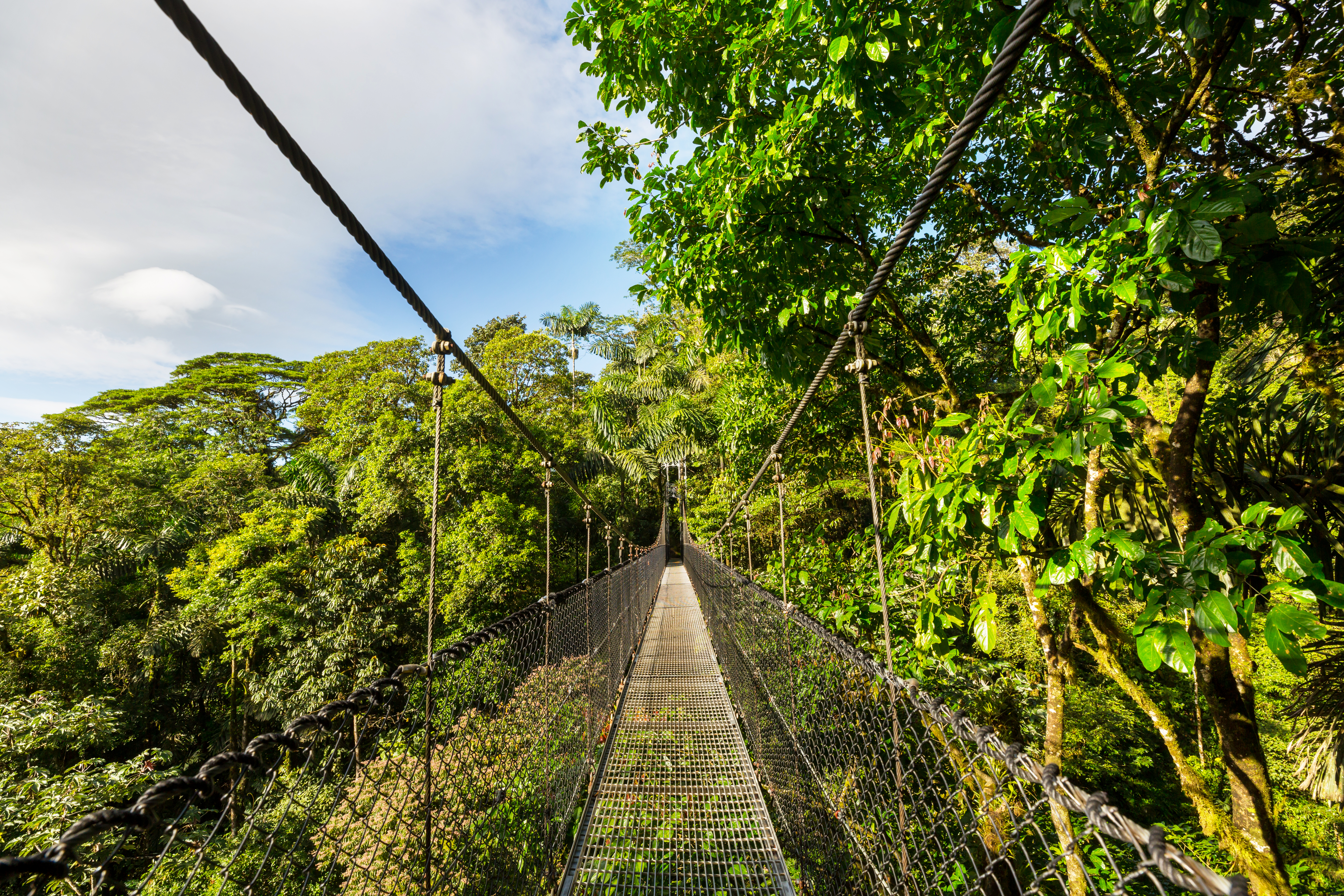 Costa Rica canopy bro gennem tæt regnskov - ultimativ aventur oplevelse
