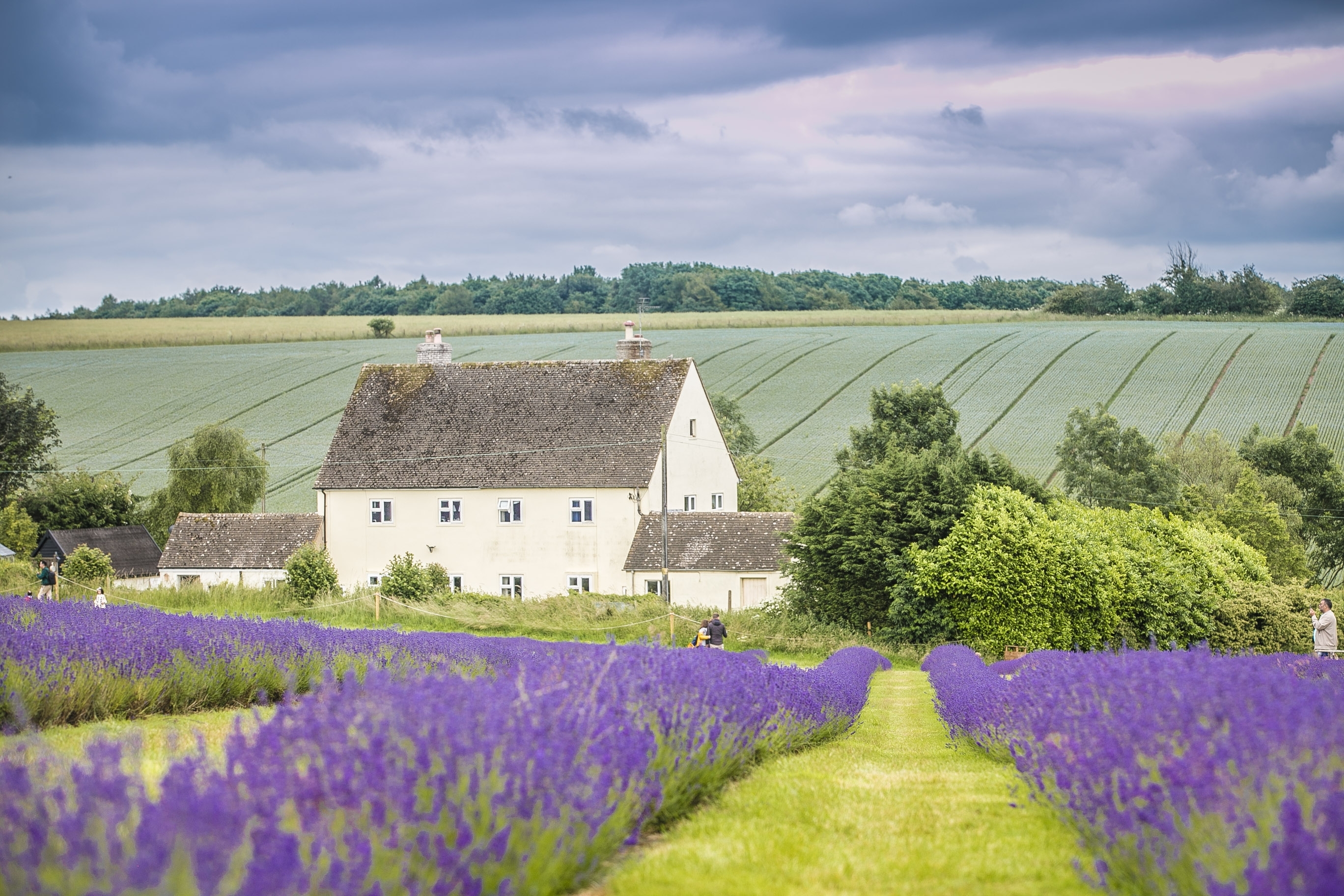 Idyllisk cotswold bondegård omringet af violette lavendelmarker i det engelske landskab