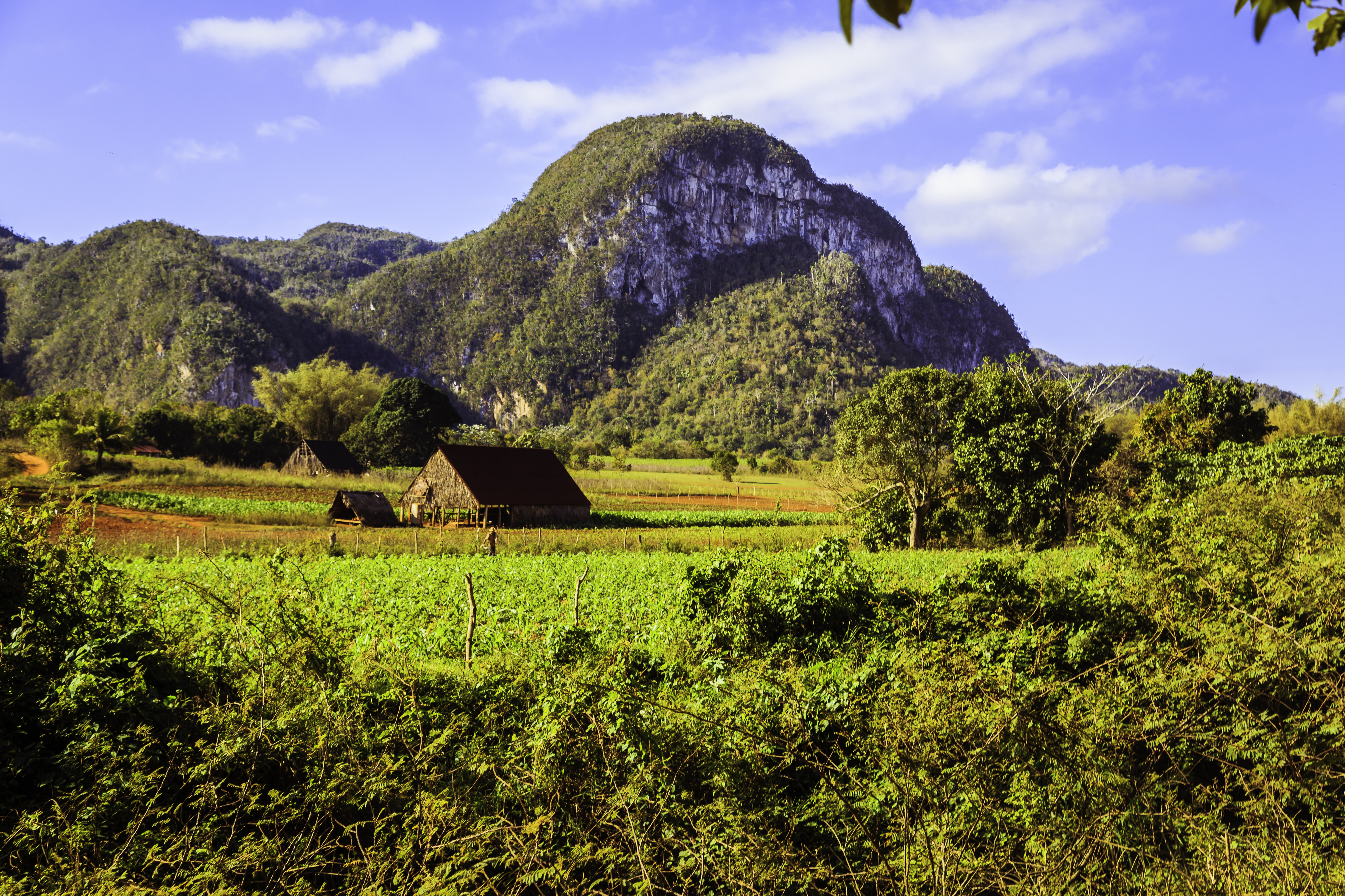 Pragtfuldt naturlandskab i Vinales-dalen på Cuba med traditionelle tobaksmarker og de ikoniske mogote-kalkstensklipper