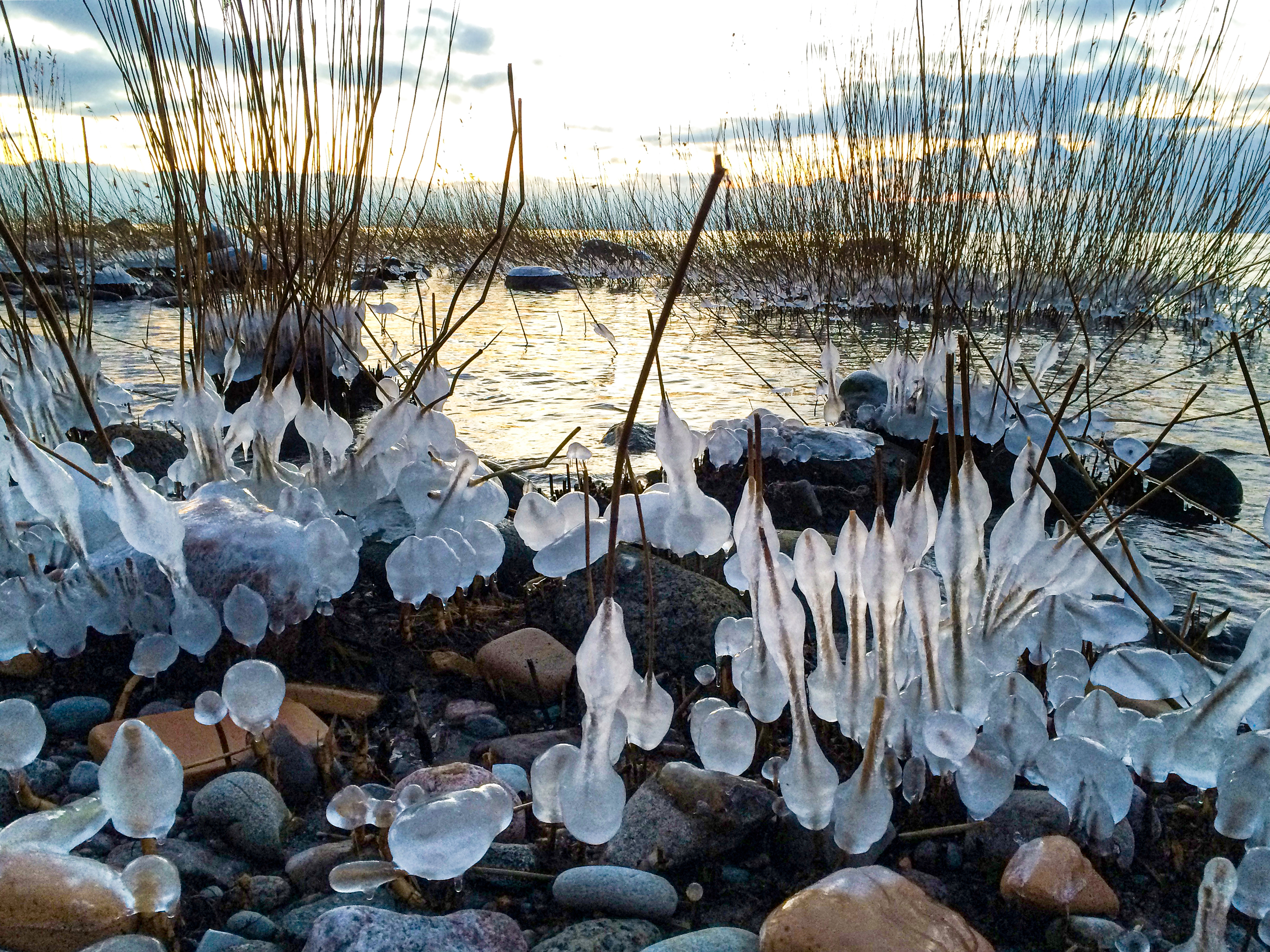 Naturens iskunst ved dansk strand med sten og tang