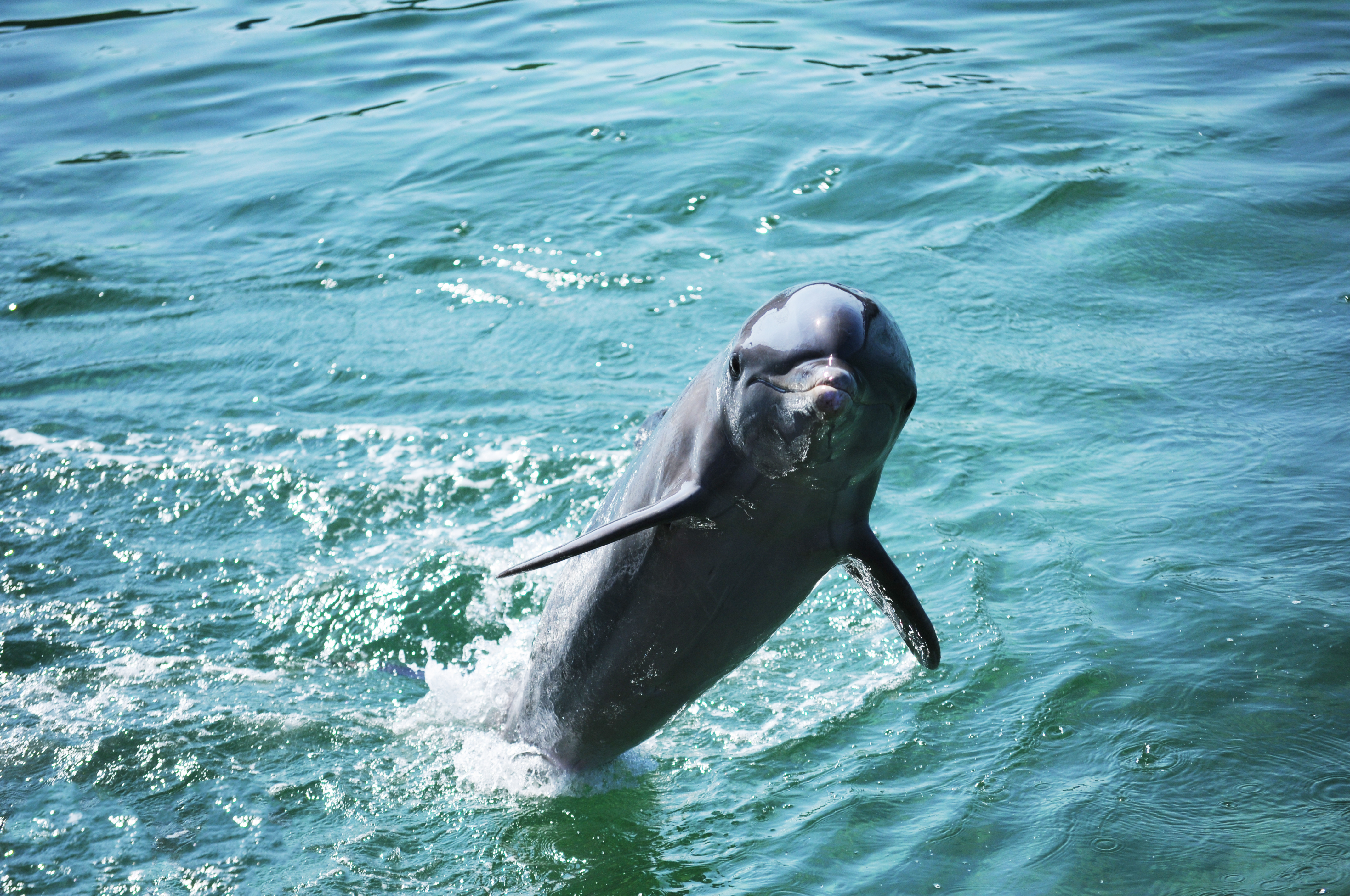 Nysgerrig delfin kigger op af det klare turkisblå hav ved Mexico