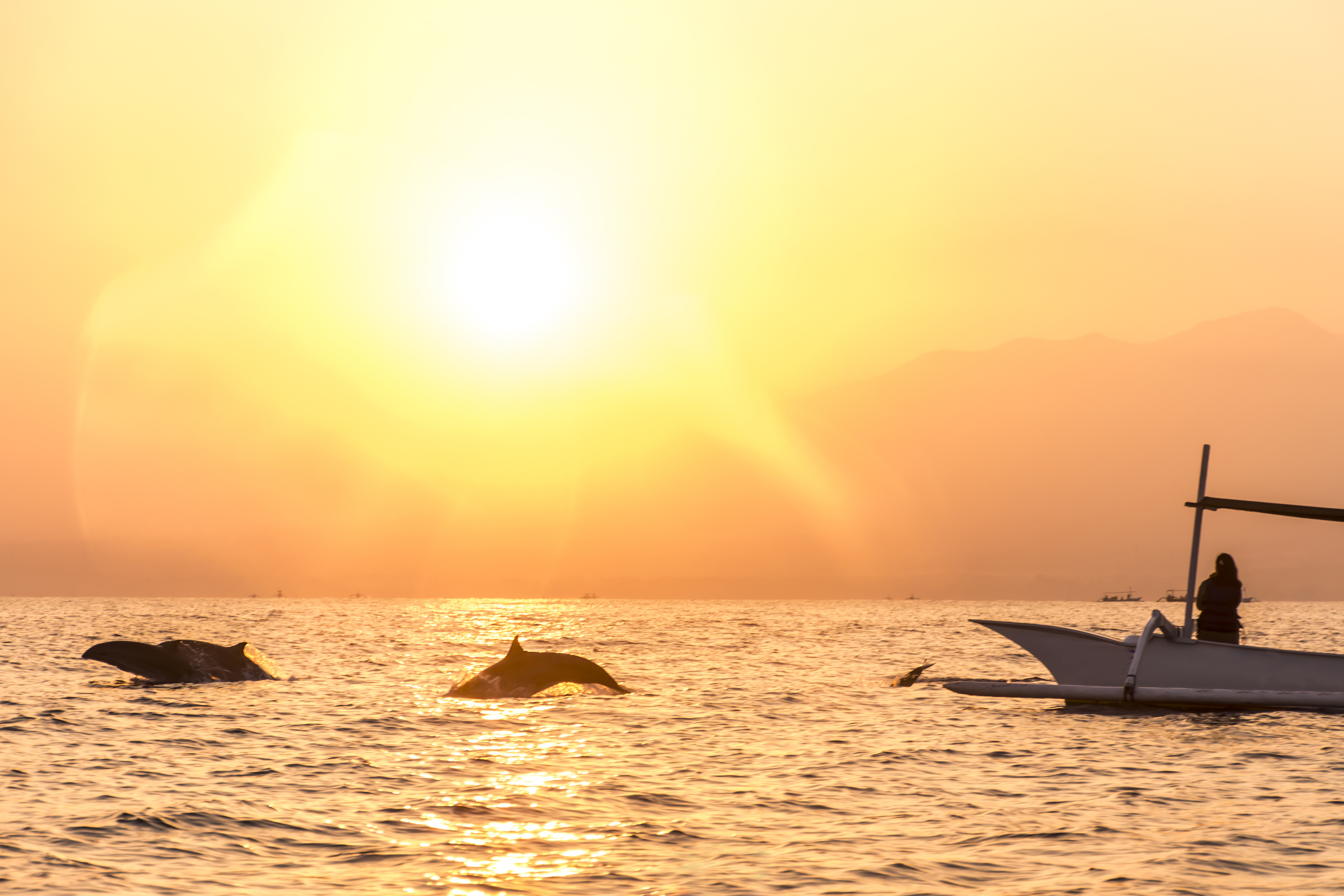 Delfinoplevelse ved Lovina Beach i Bali ved solnedgang
