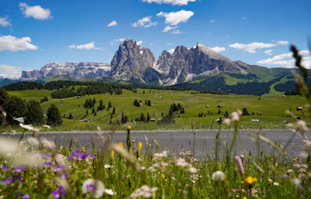 Fantastisk udsigt over Seiser Alms grønne alpenge med farverige vildblomster i forgrunden og de dramatiske Dolomit-bjerge bag ved