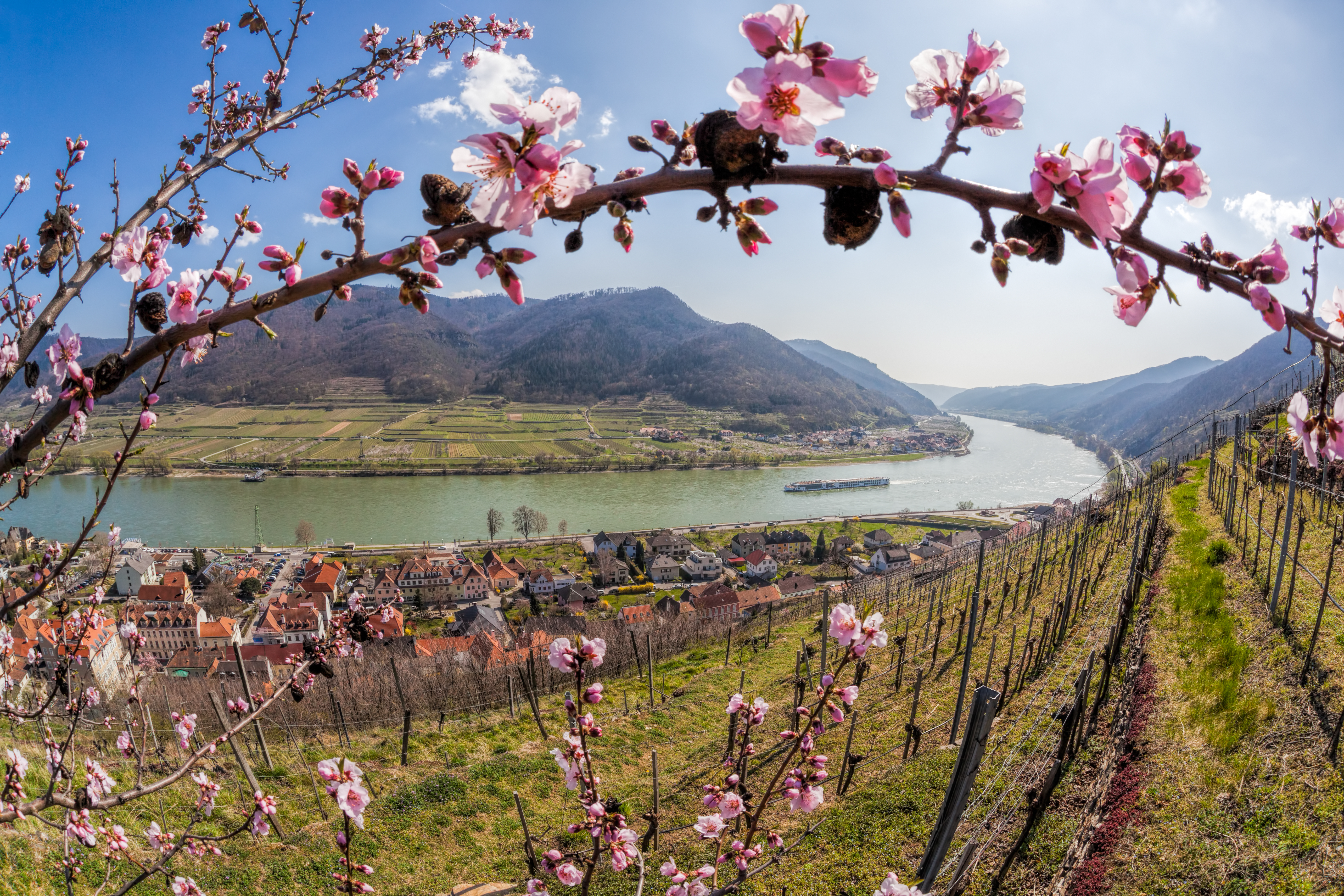 Donau-dal med abrikostræer i blomst og østrigsk landsby i forårslys