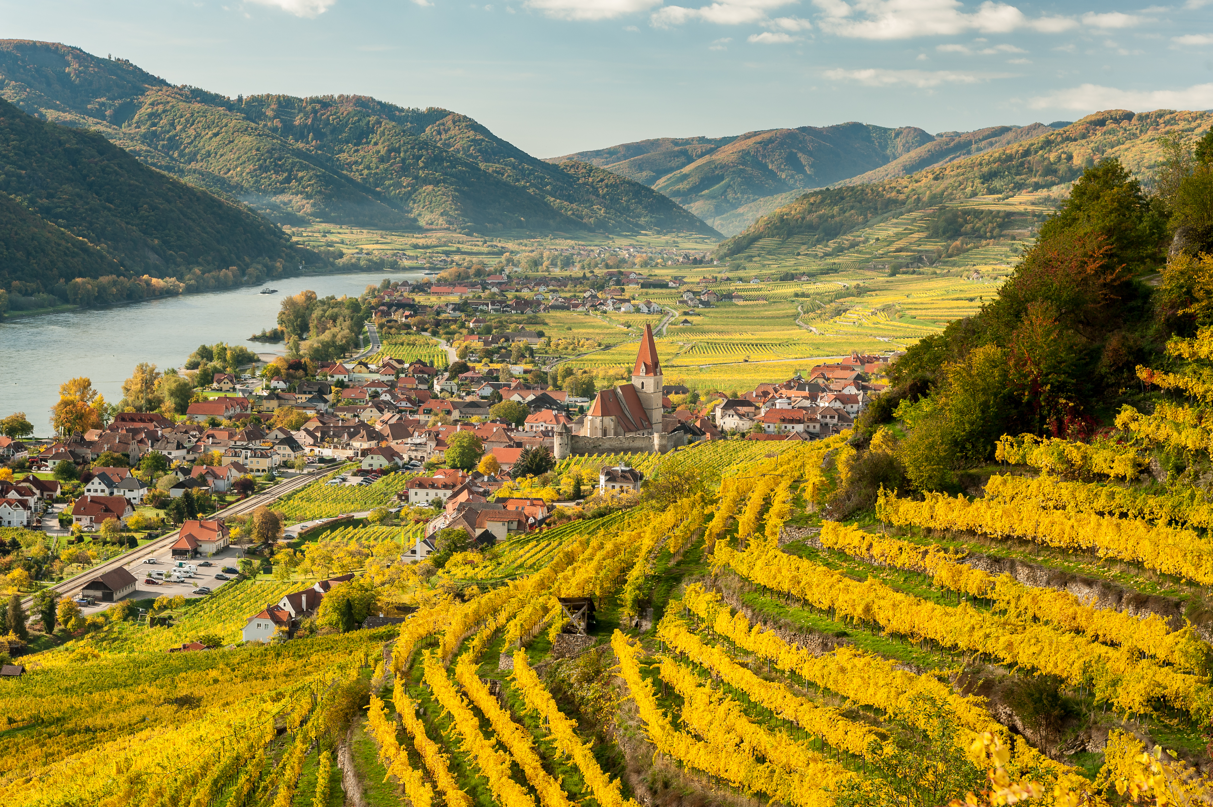 Spektakulært efterårslandskab i Donau-dalen med gule vingårde i Wachau-regionen Østrig